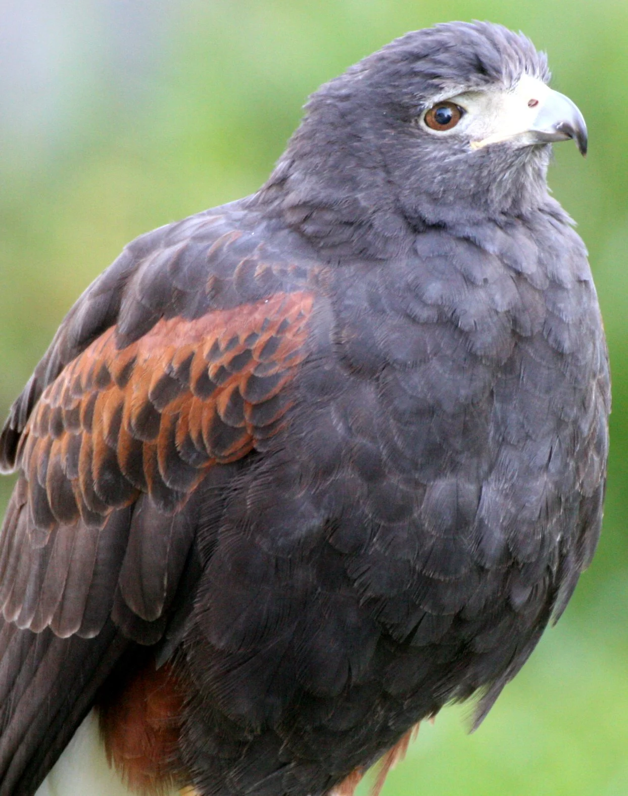 Parabuteo unicinctus - HARRIS'S HAWK - WOODLAND PARK WA (2).JPG