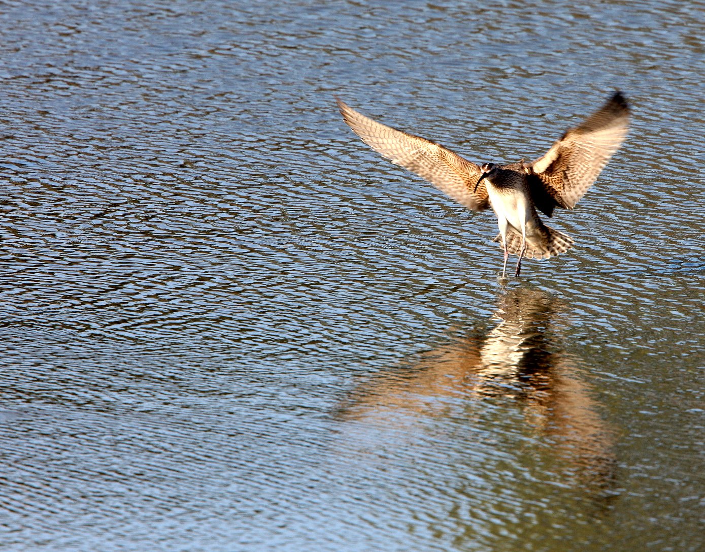 BIRD - WHIMBREL - SAN JOAQUIN WILDLIFE REFUGE IRVINE CALIFORNIA (6).JPG