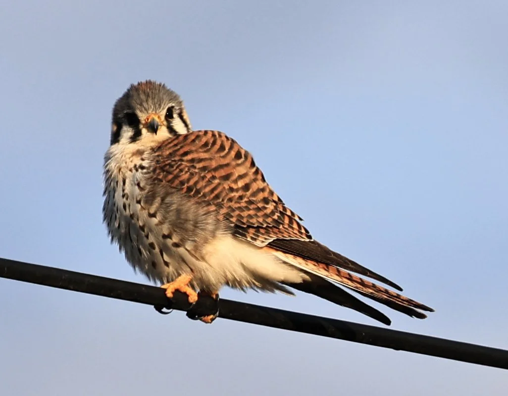American Kestrel (Falco sparverius) Aurora Chaquena Reserve, Neuland Mennonite Colony Paraguay (12).jpg
