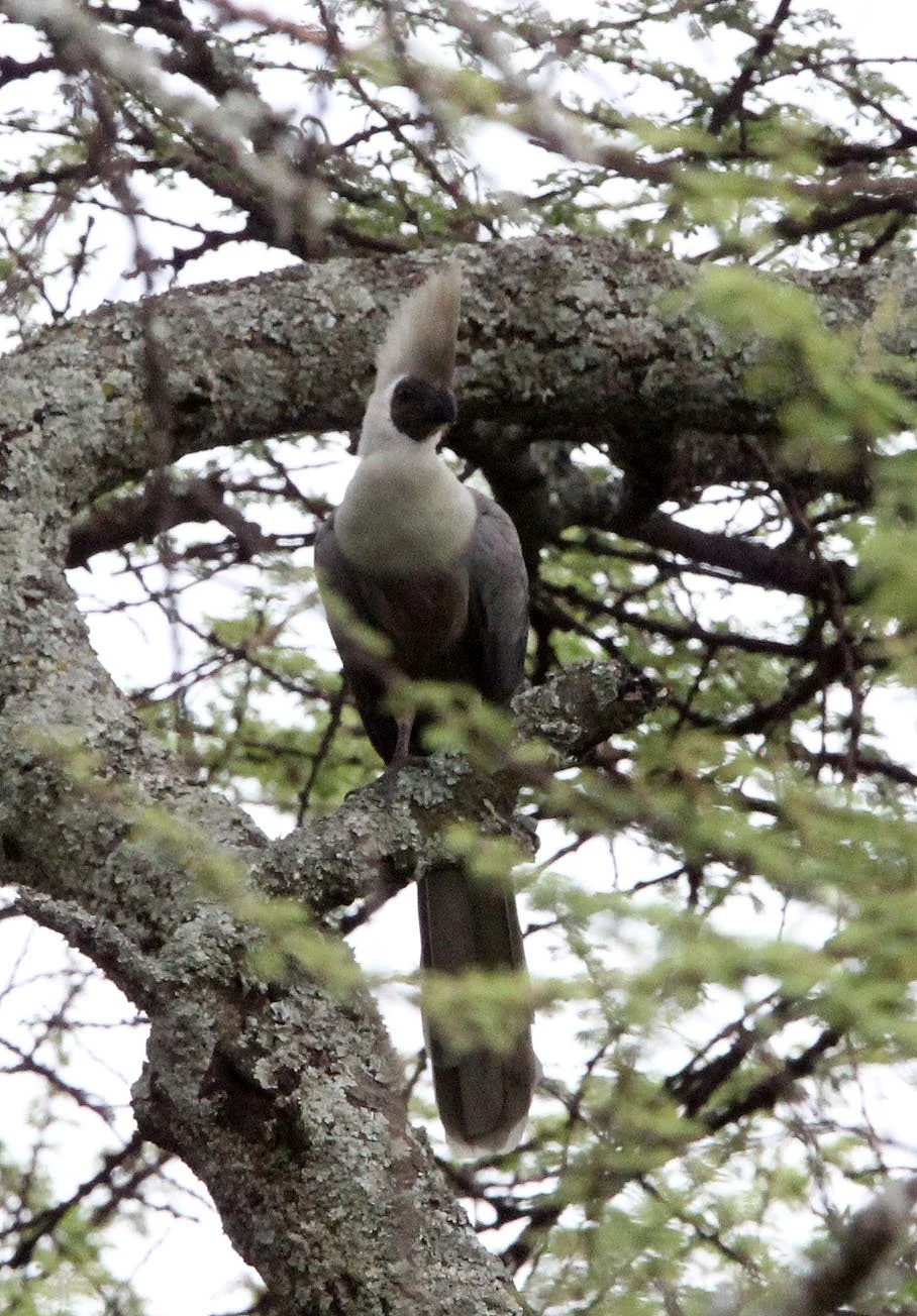 Bare-faced Go-away-bird (Crinifer personatus) Langano Lake Ethiopia  (3).JPG