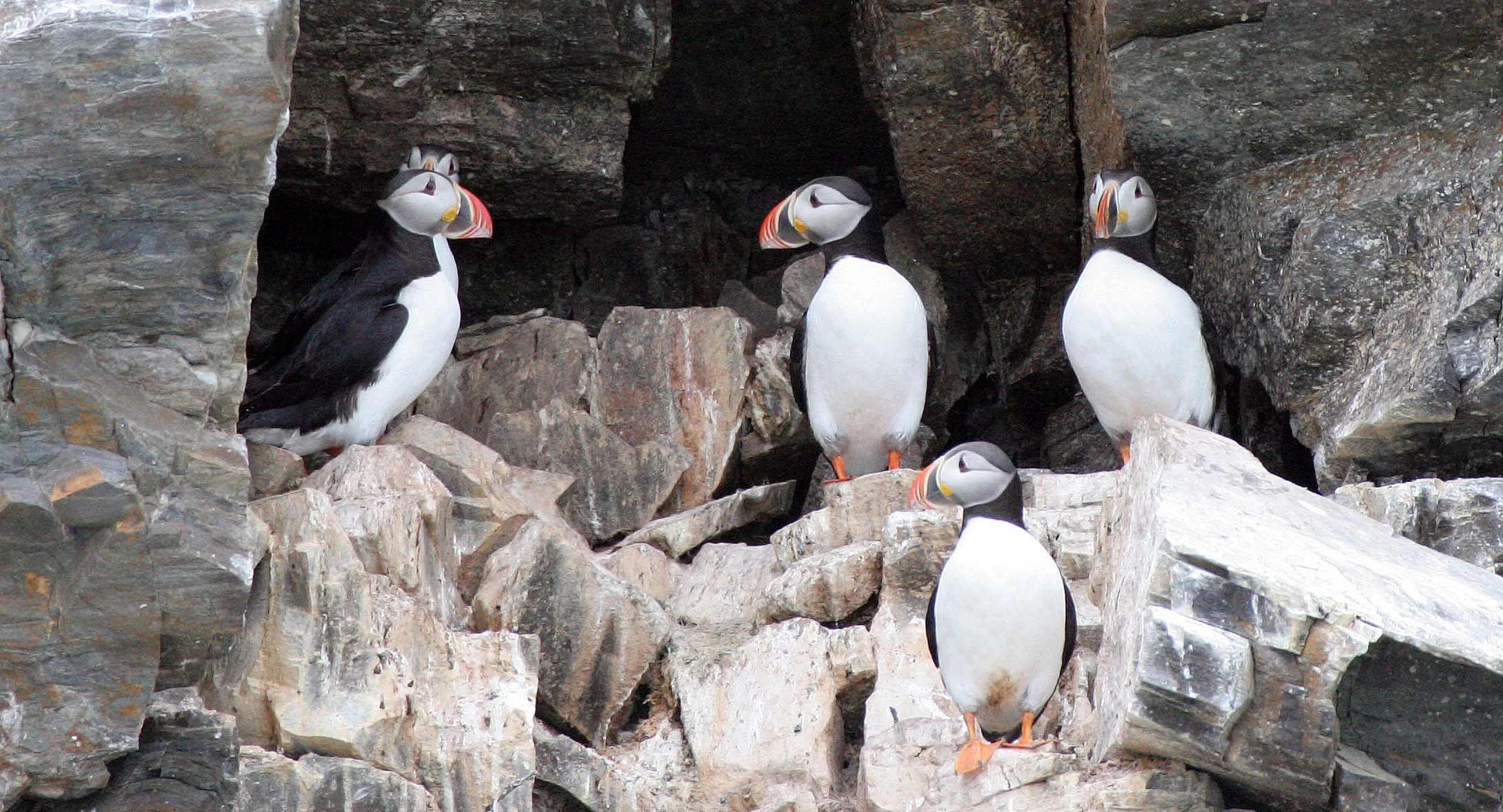 Fratercula arctica - ATLANTIC PUFFIN - SVALBARD (1).jpg