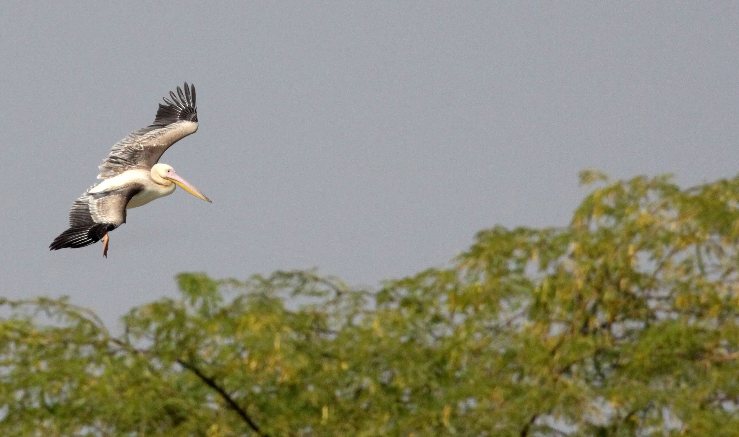 Pelecanus onocrotalus - GREAT WHITE PELICAN - BLACKBUCK NATIONAL PARK VELEVADAR INDIA (24).JPG