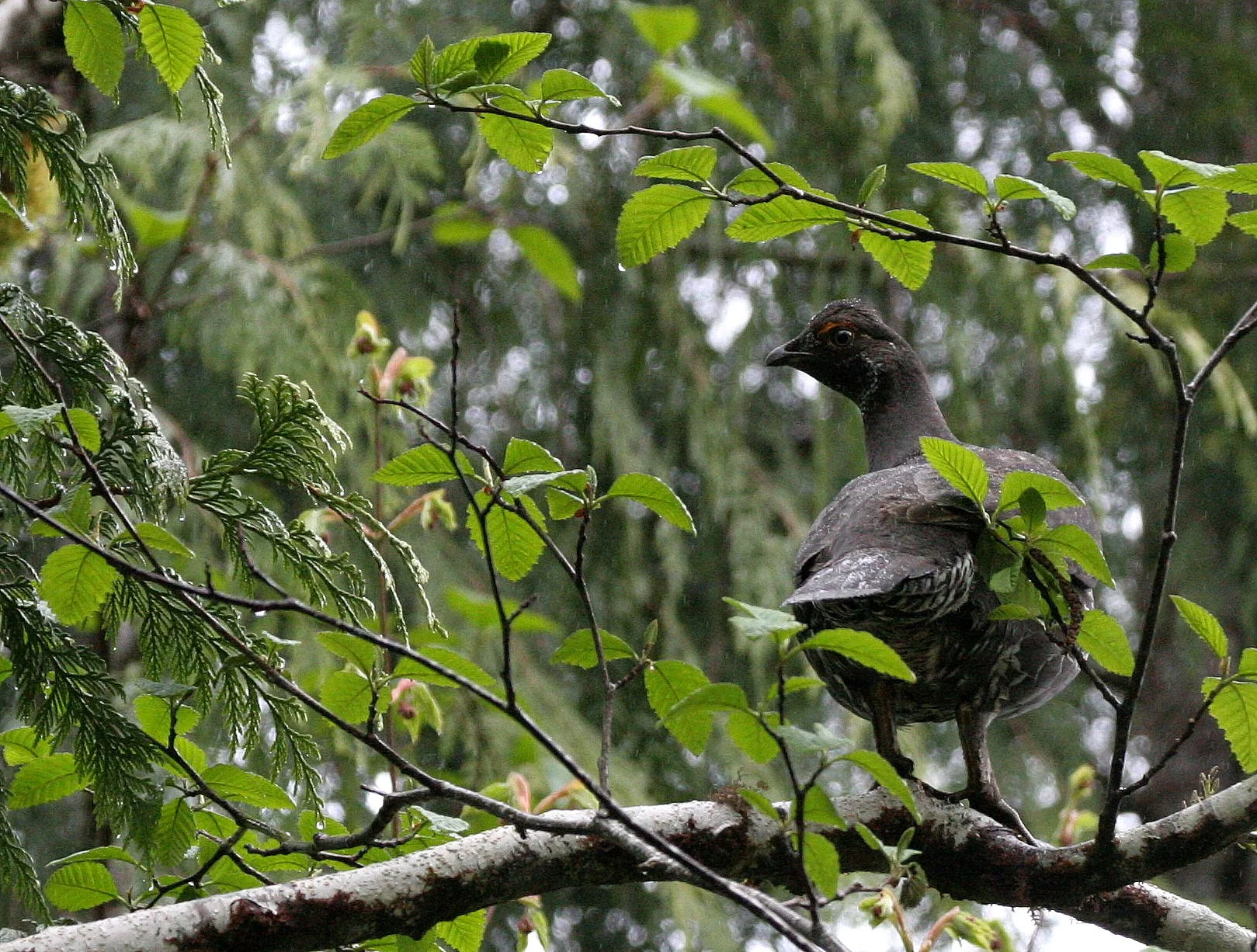 BIRD - GROUSE - BLUE GROUSE - DUNCAN CEDAR TREE ROAD - HOH RIVER VALLEY WA (10).JPG