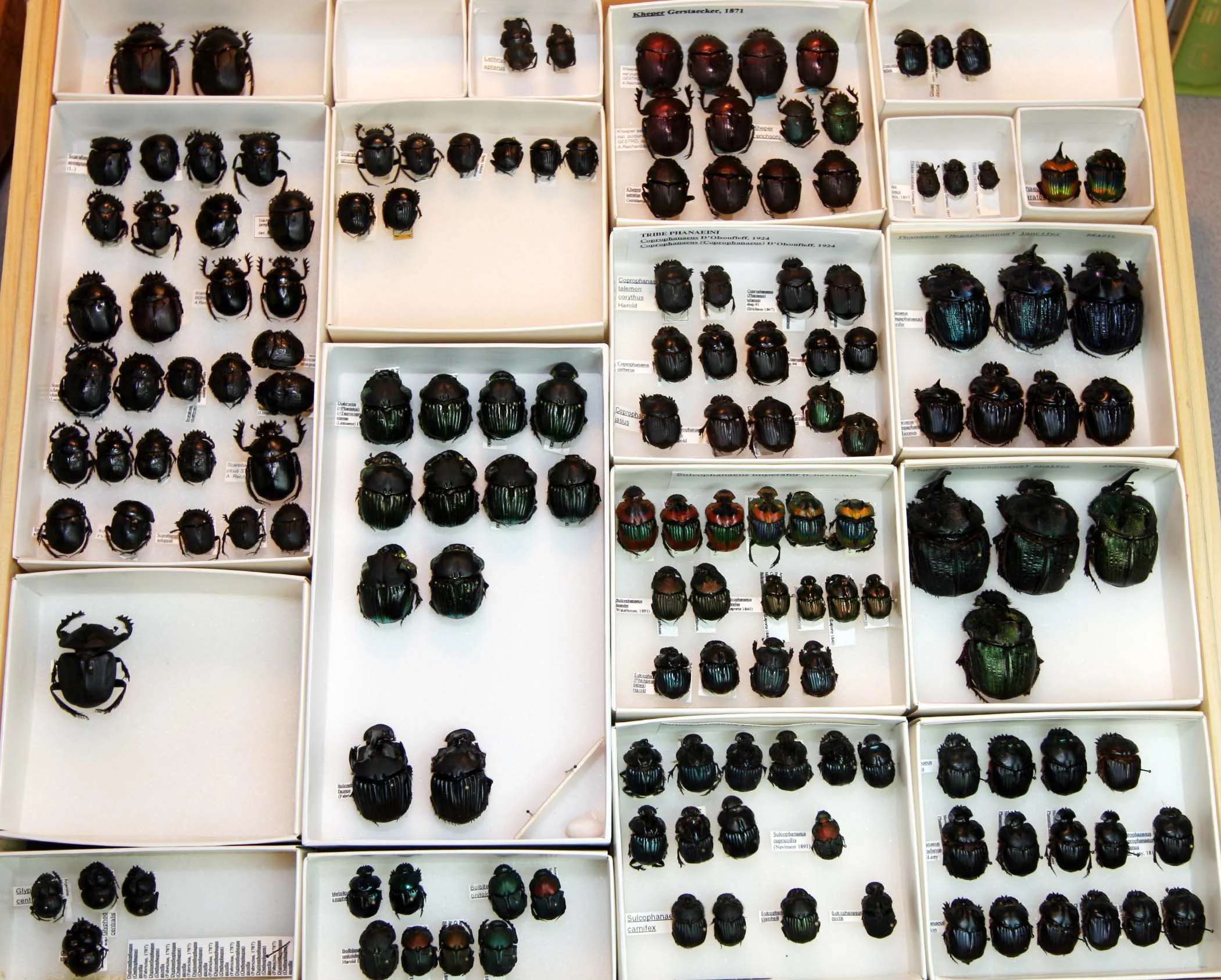 3 Scarabaeinae - Phanaeini.JPG