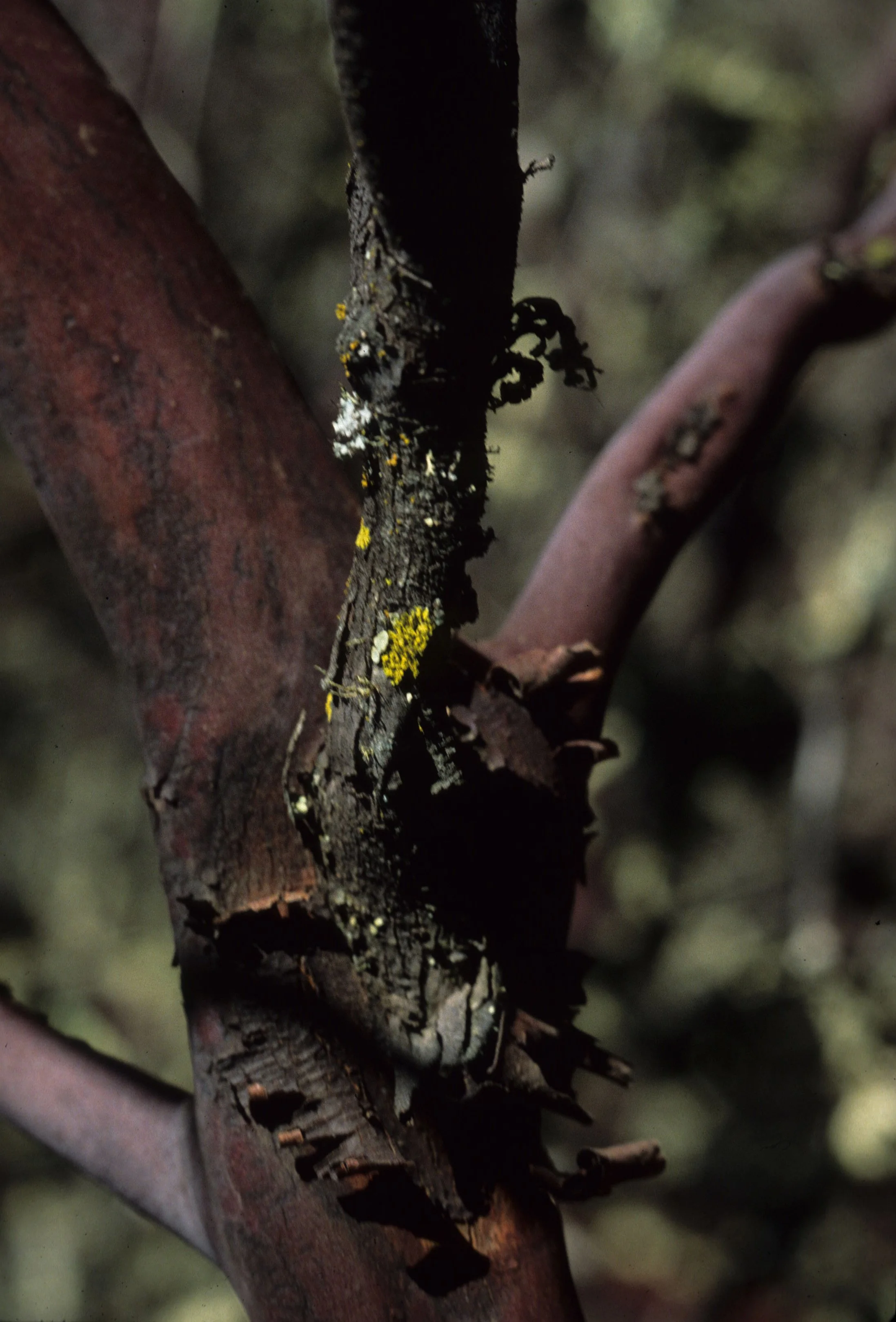 CALIFORNIA - POINT REYES - ARBUTUS MENZIESII - MADRONE BARK.jpg
