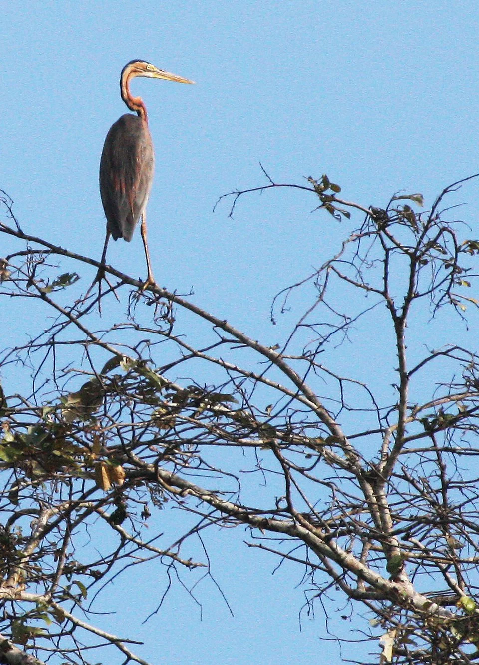 HERON - PURPLE HERON - Ardea purpurea - KINABATANGAN RIVER BORNEO  (5).JPG