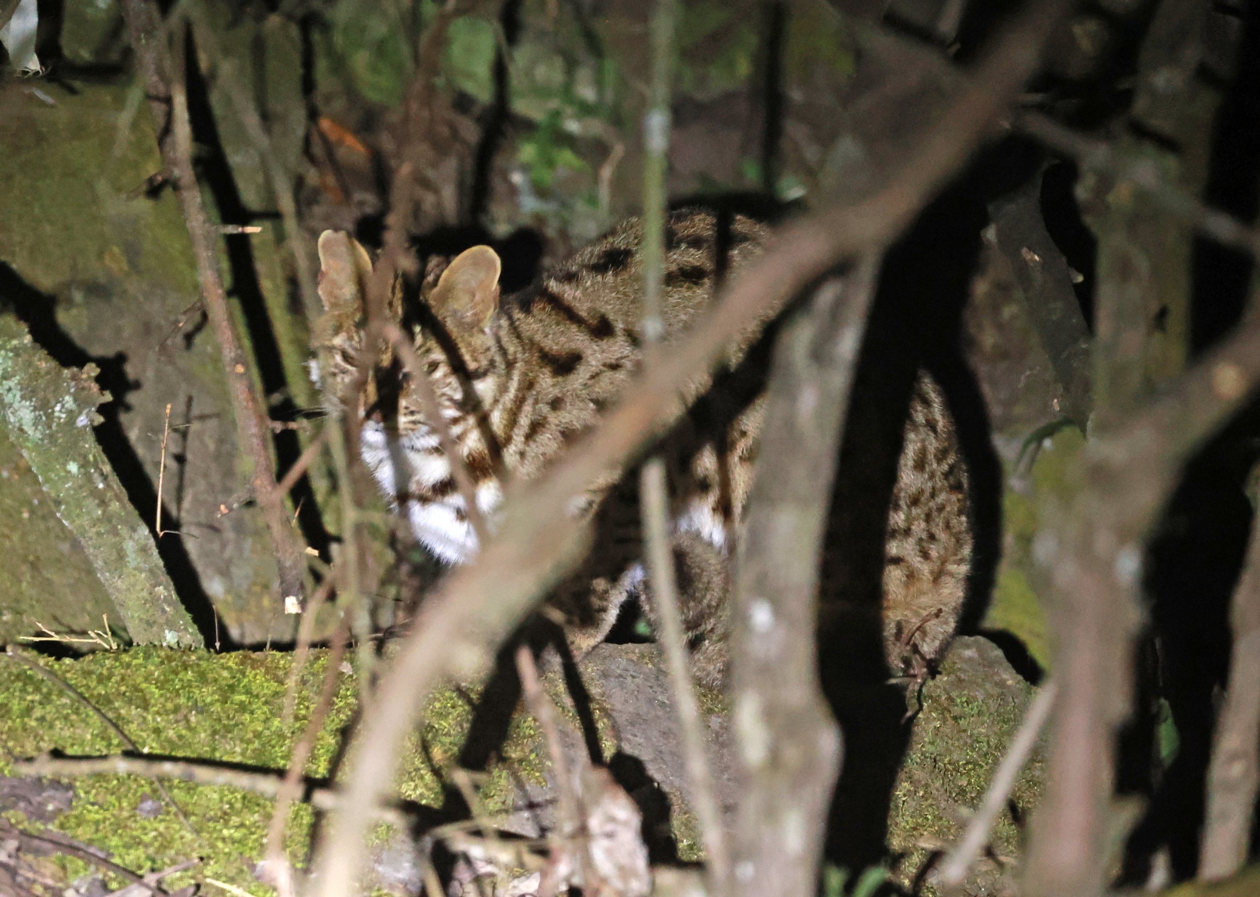 Mainland Leopard Cat (Prionailurus bengalensis) Tangjiahe National Nature Reserve, Sichuan China (22).jpg