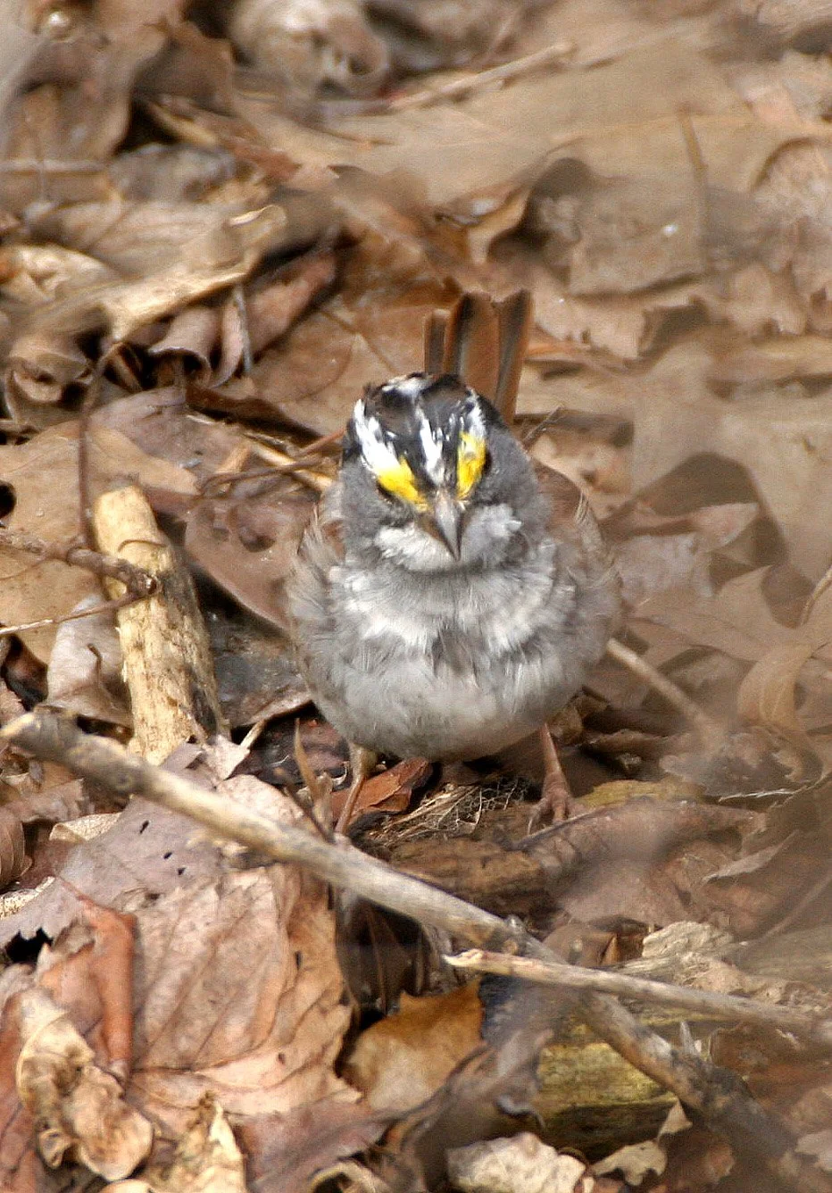 White-crowned Sparrow (Zonotrichia leucophrys) Lincoln Marsh Illinois (1).JPG