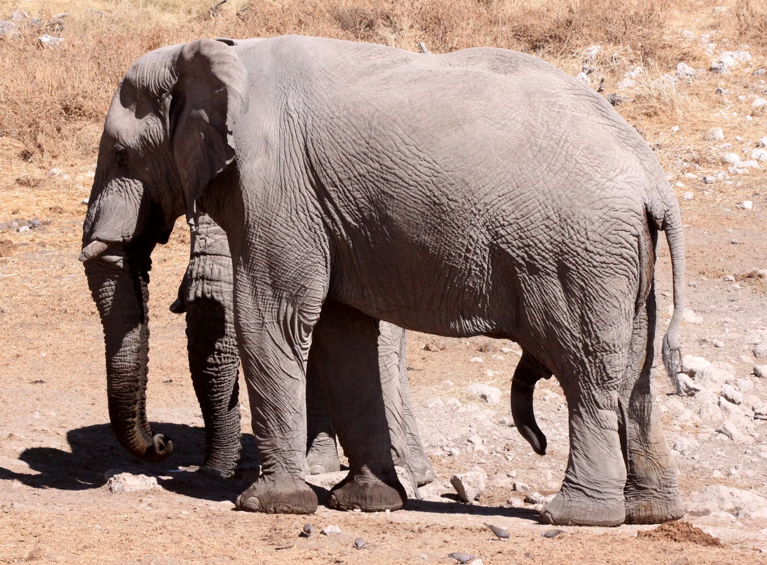 ELEPHANT - AFRICAN ELEPHANT - ETOSHA NATIONAL PARK NAMIBIA (110).JPG