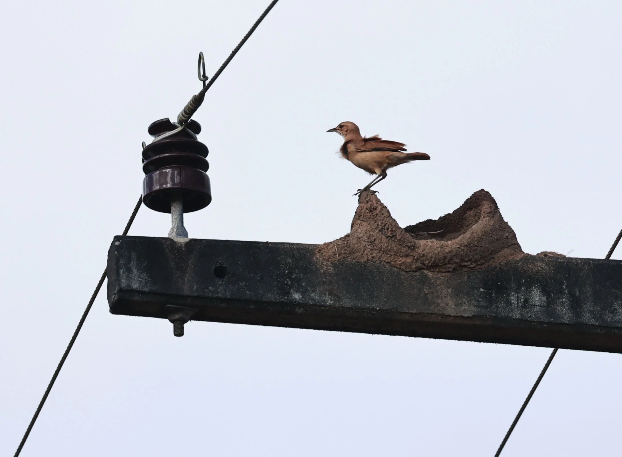 Hornero - Rufous Hornero - Furnarius rufus - Estancia, Sergipe & Northern Bahia State, Brazil (2).jpg