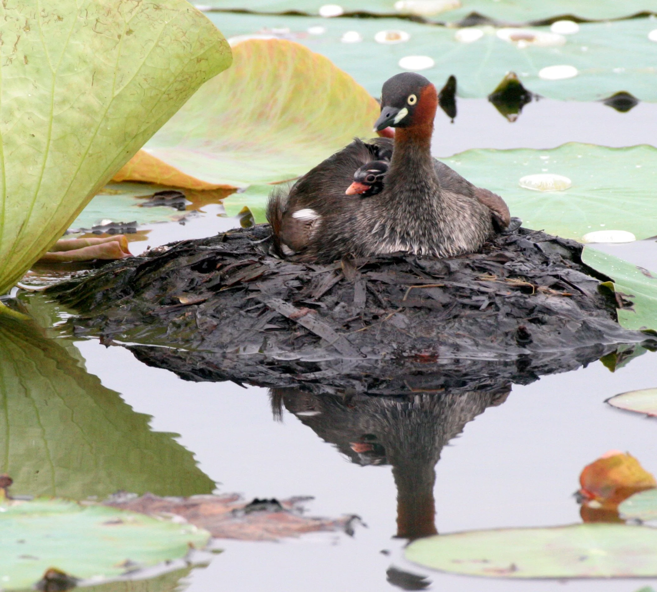 Little Grebe (Tachybaptus ruficollis) Bueng Boraphet Wetlands Nakhon Sawan Thailand (36).JPG