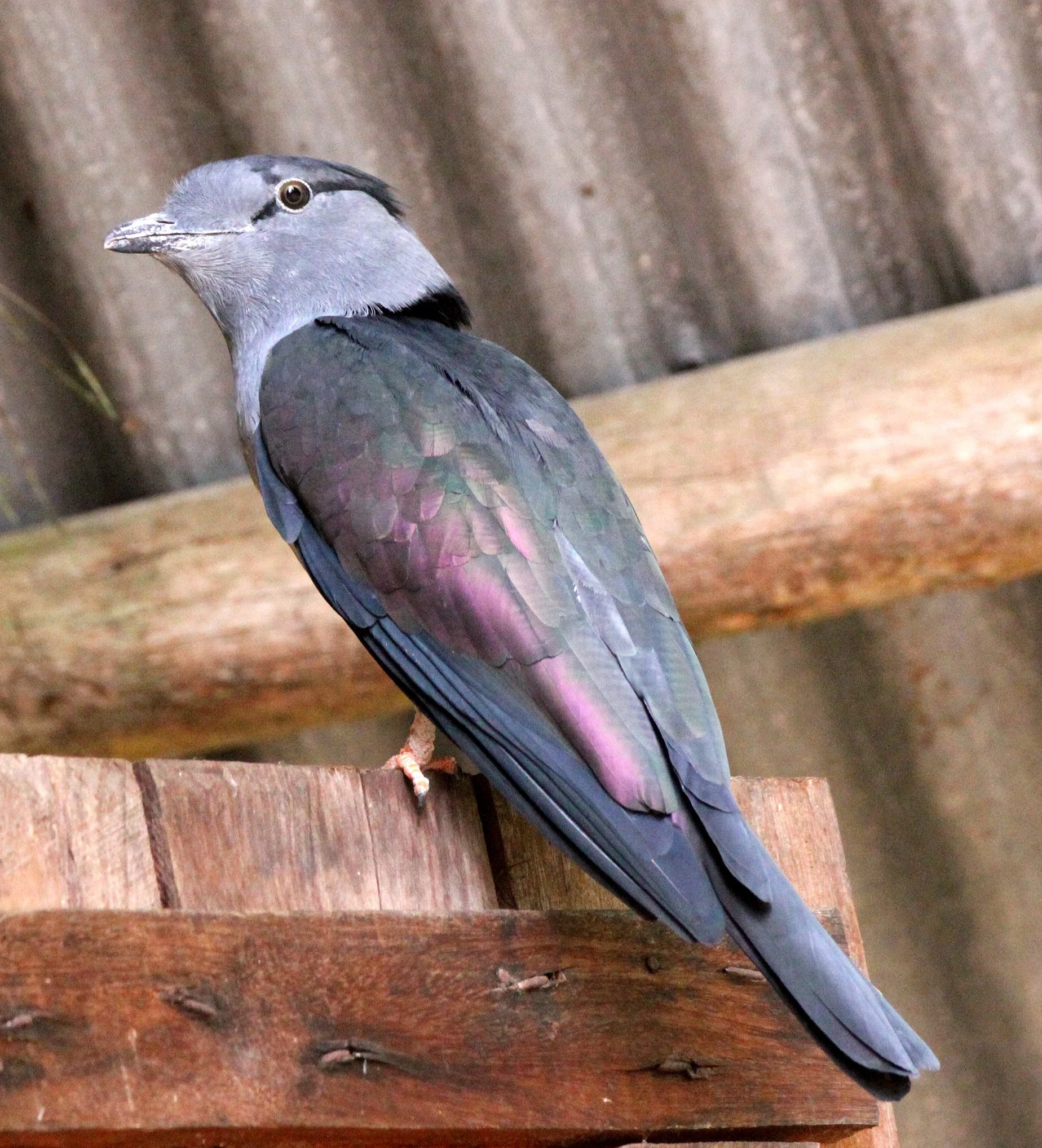 Cuckoo-roller or Courol (Leptosomus discolor) Andisabe NP Madagascar (2).JPG