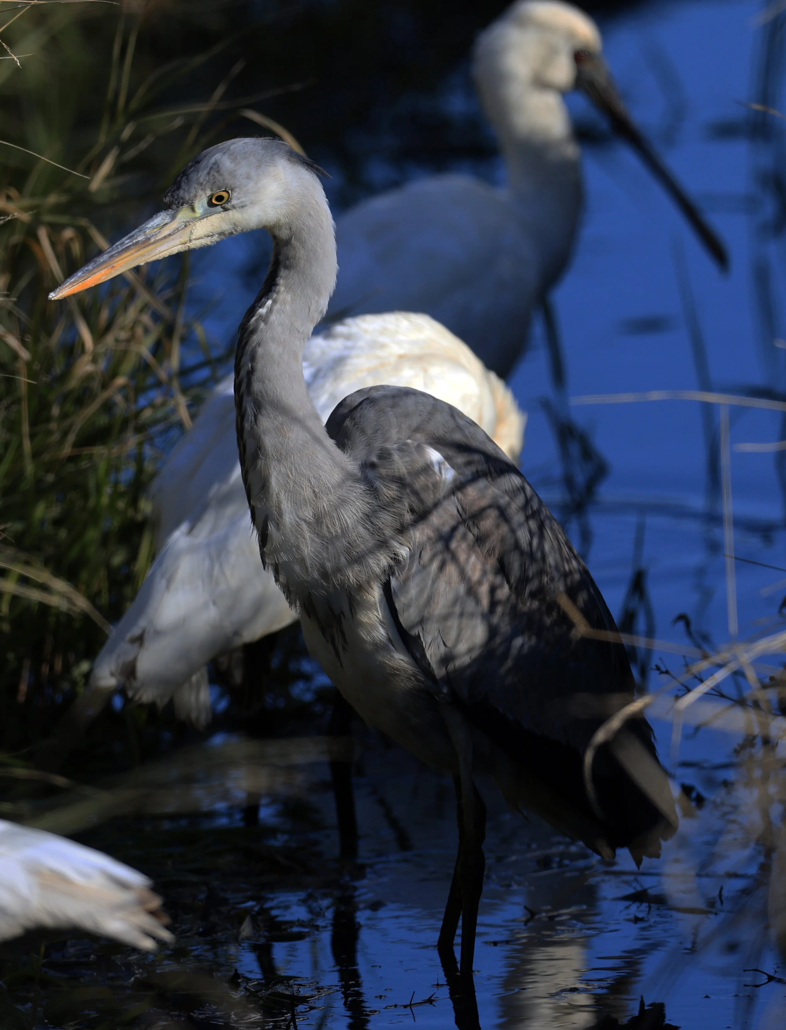 Grey Heron (Ardea cinerea) Izumi Crane Center and Fields Izumi Kagoshima Japan (22).jpg