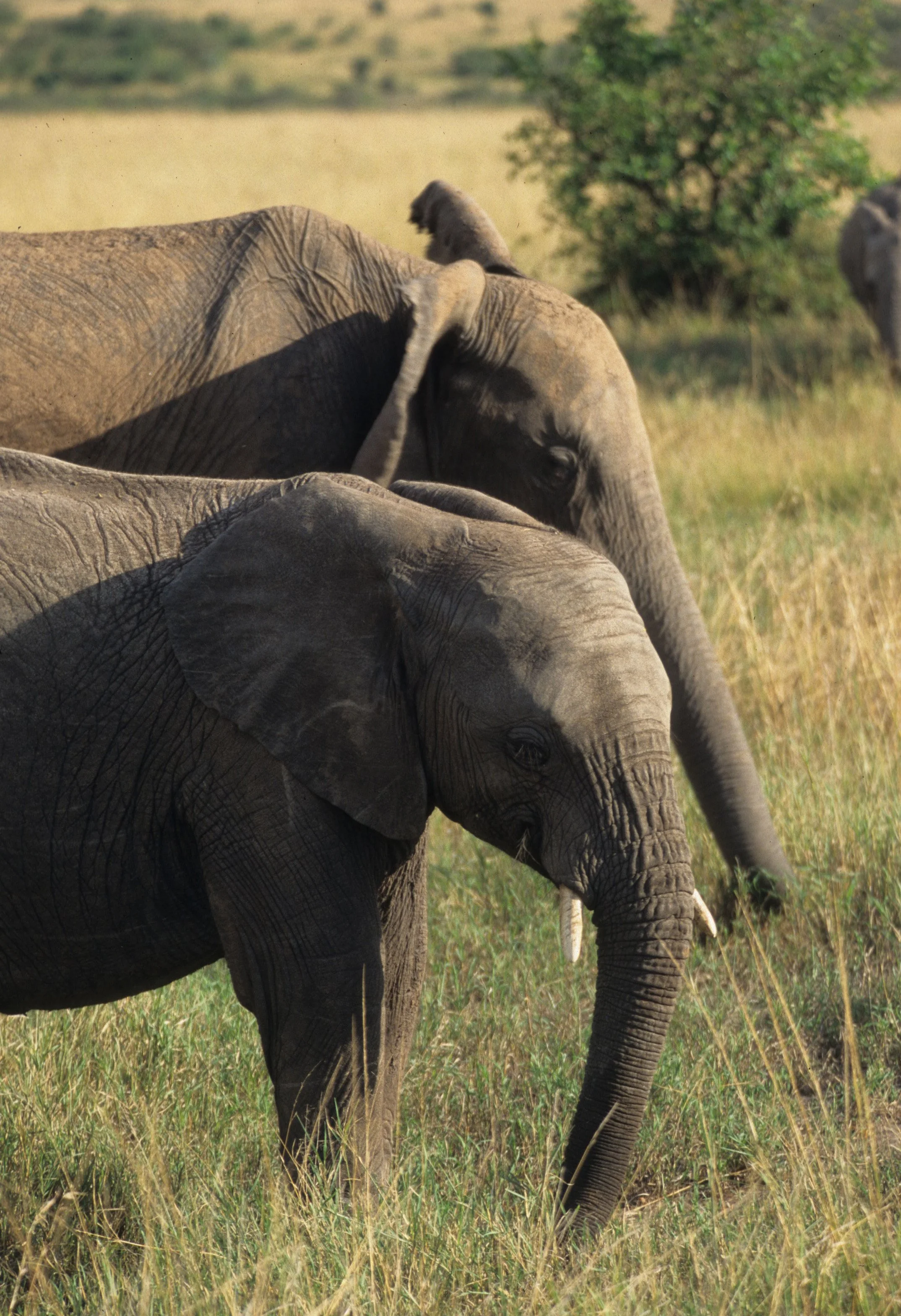 ELEPHANT - SERENGETI 52.jpg