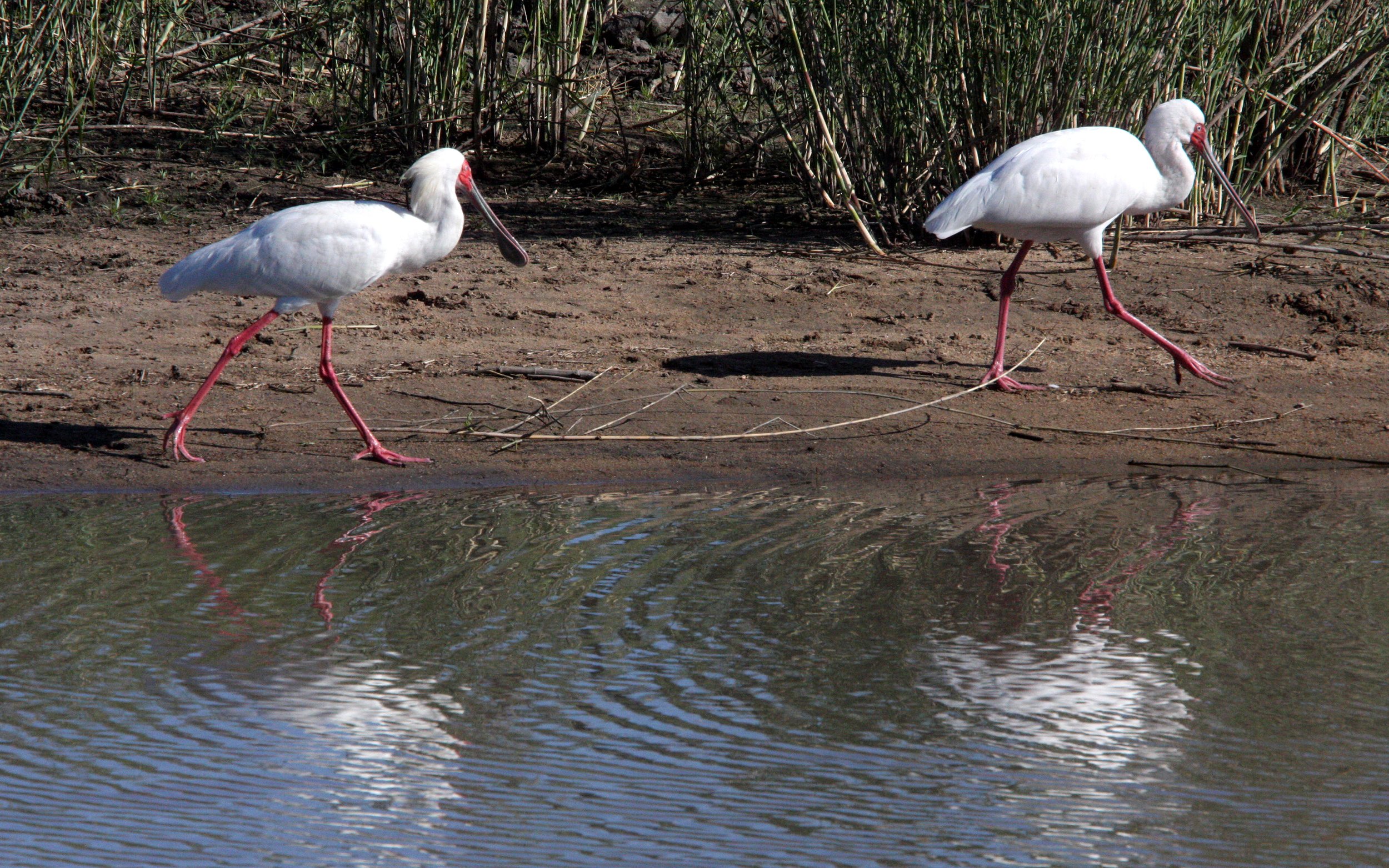 SPOONBILL - AFRICAN SPOONBILL - Platalea alba - KRUGER NATIONAL PARK SOUTH AFRICA (11).JPG