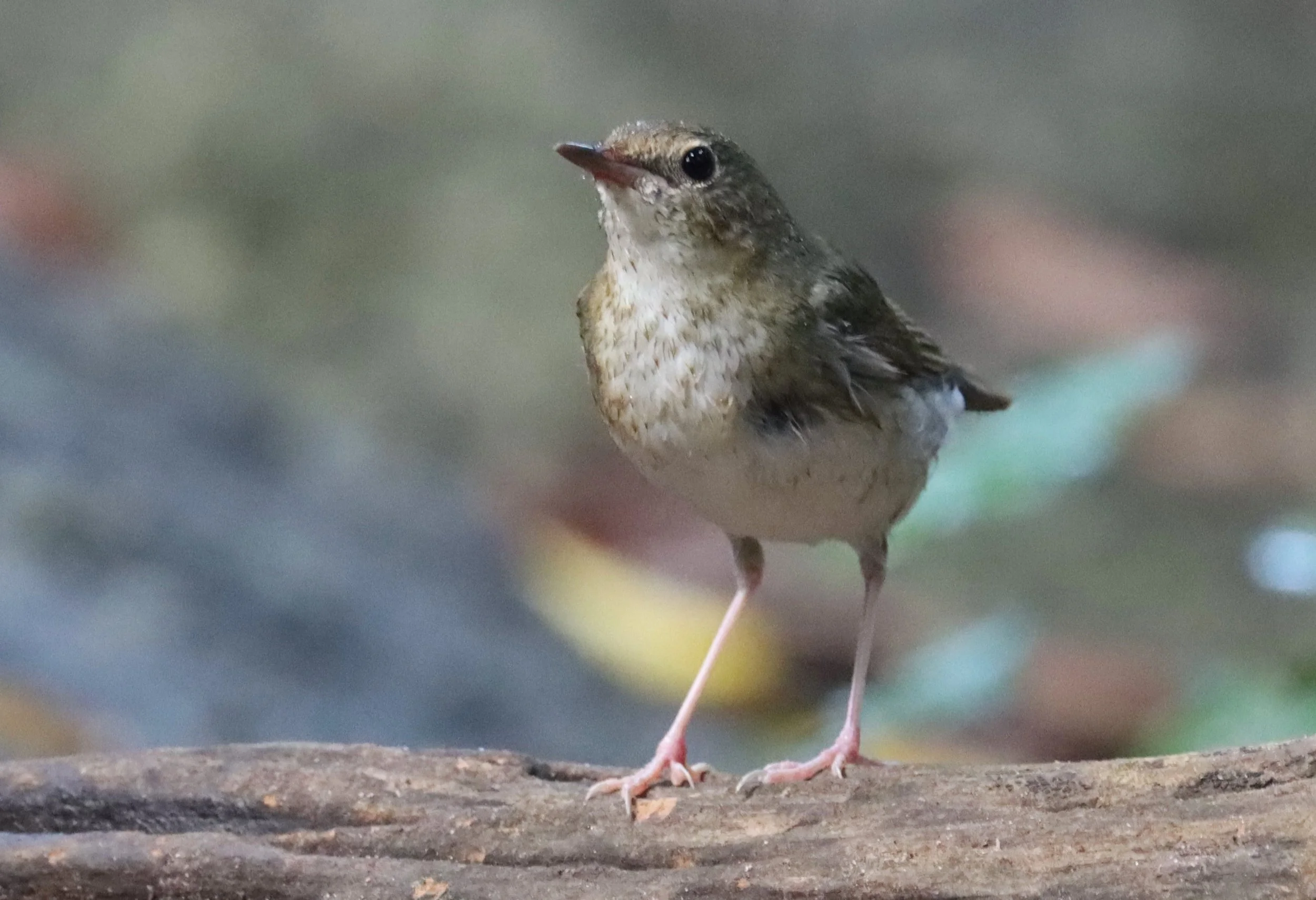 ROBIN - SIBERIAN BLUE ROBIN - Luscinia cyane - WAT THAM PRATHUN CHONBURI (37).jpg