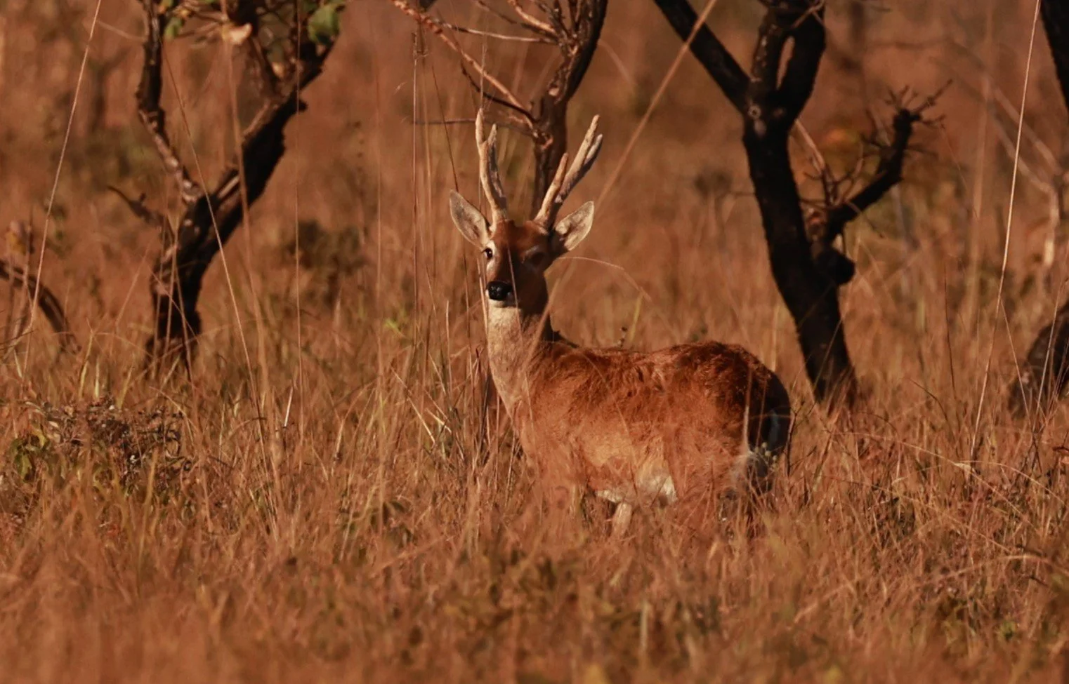Ozotoceros bezoarticus bezoarticus - Pampas Deer -  Emas National Park, Goias Brazil (23).JPG