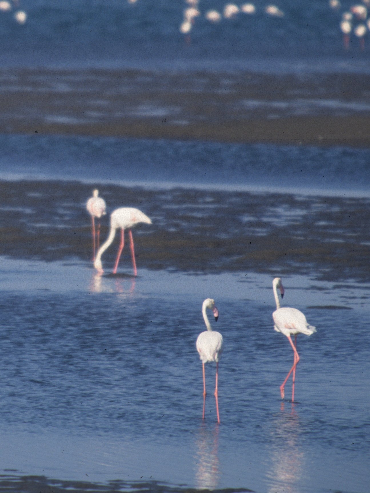 BIRDS - FLAMINGO - GREATER - NAMIBIA COAST D1.jpg