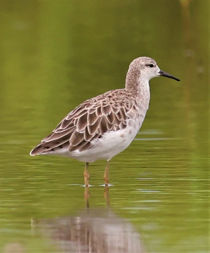 RUFF - Philomachus pugnax - BANG PAKONG SALT PANS CHACHOENGSAO WEST OF RIVER (23).jpg