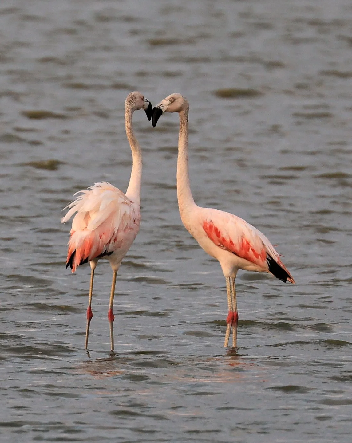 Chilean Flamingo (Phoenicopterus chilensis) Chaco Lodge & Laguna Salada Paraguay (62).jpg