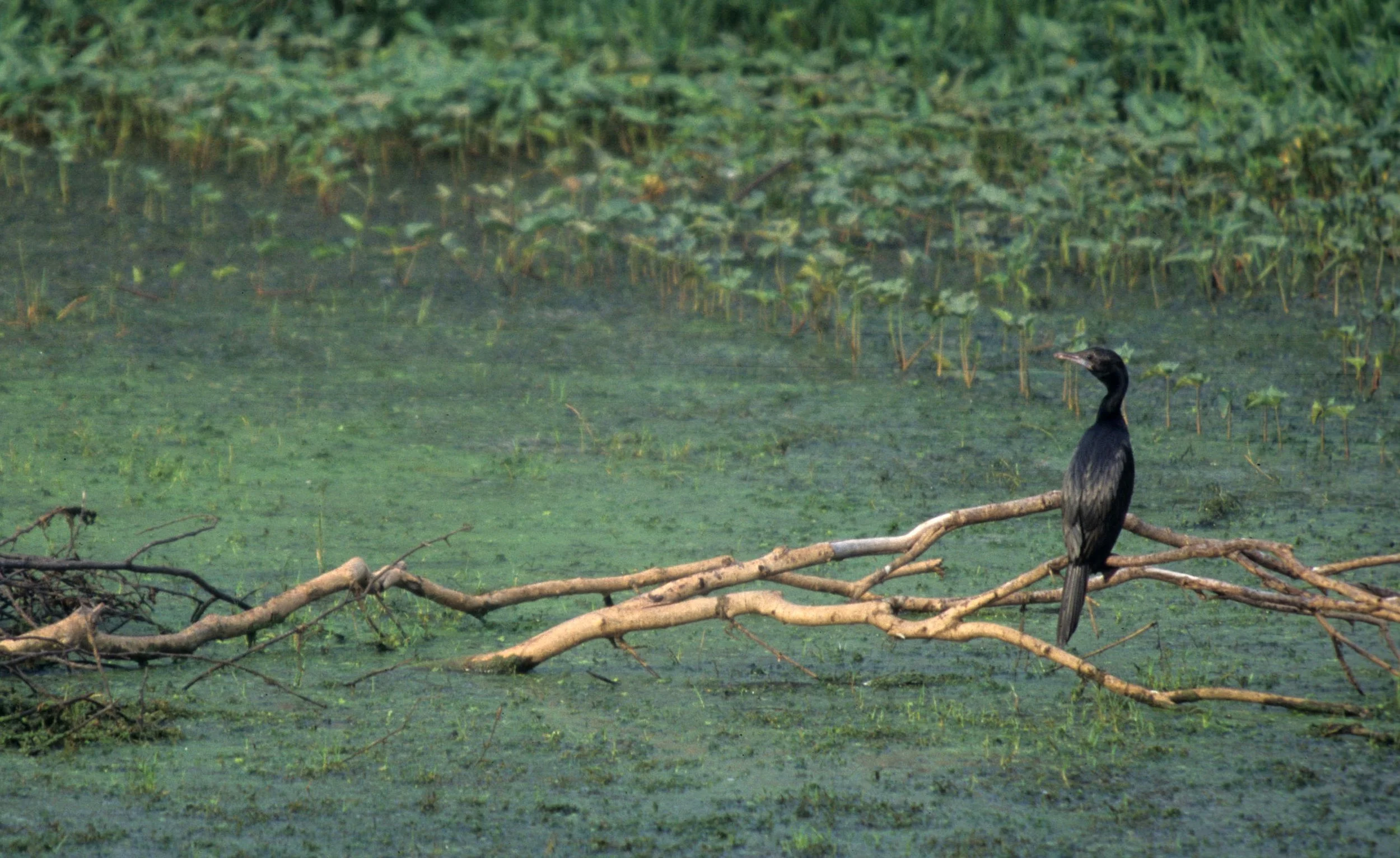 BIRD - CORMORANT - LITTLE CORMORANT - KALEODEO INDIA A.jpg