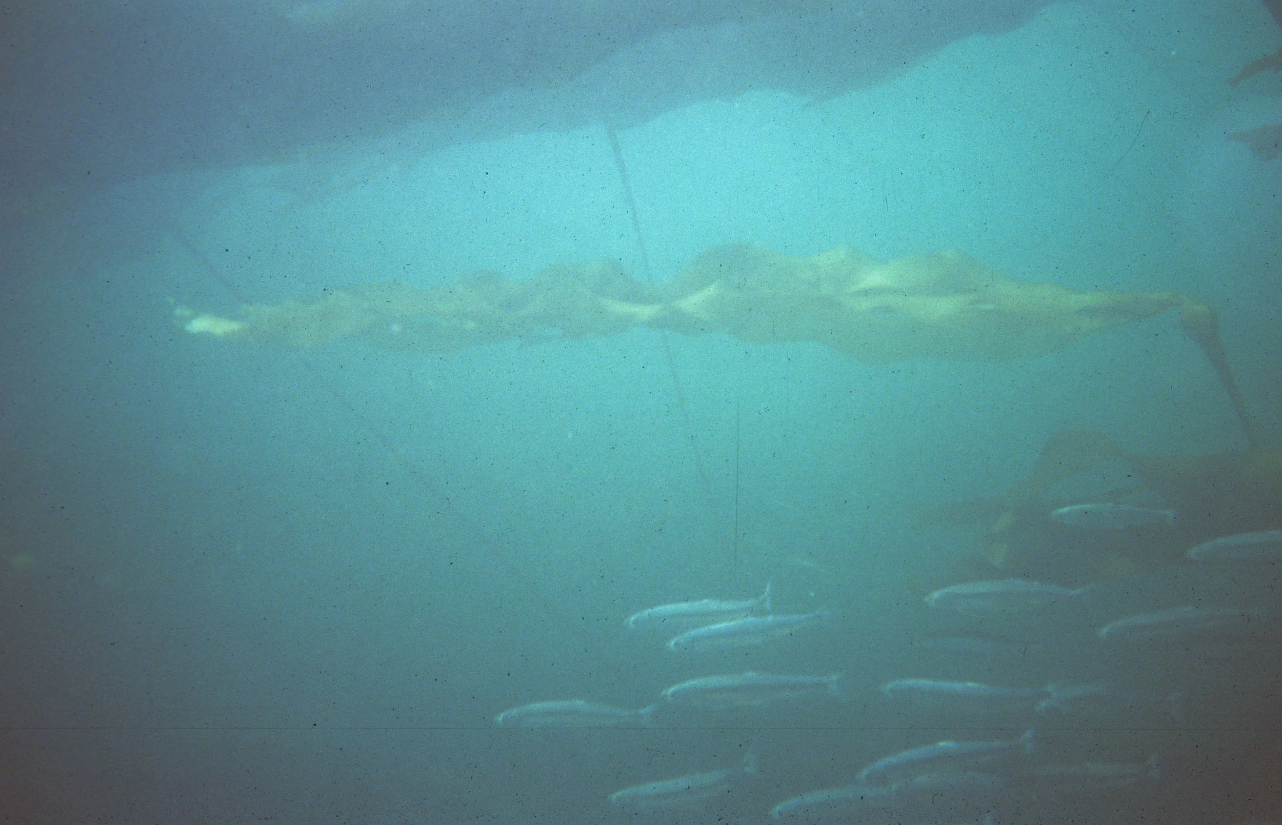 FISH - HERRING SWIMMING THE LAKE FARM KELP FORESTS.jpg