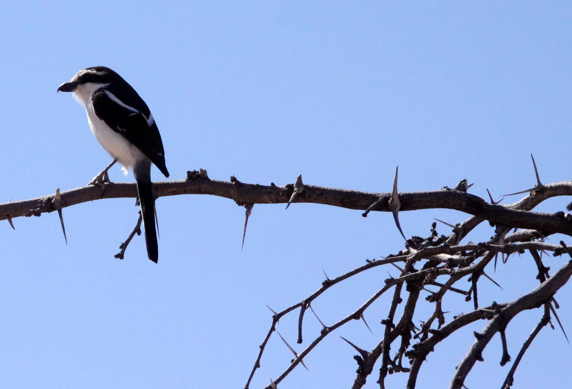 Common Fiscal Shrike (Lanius collaris) Kgalagadi NP South Africa (5).JPG
