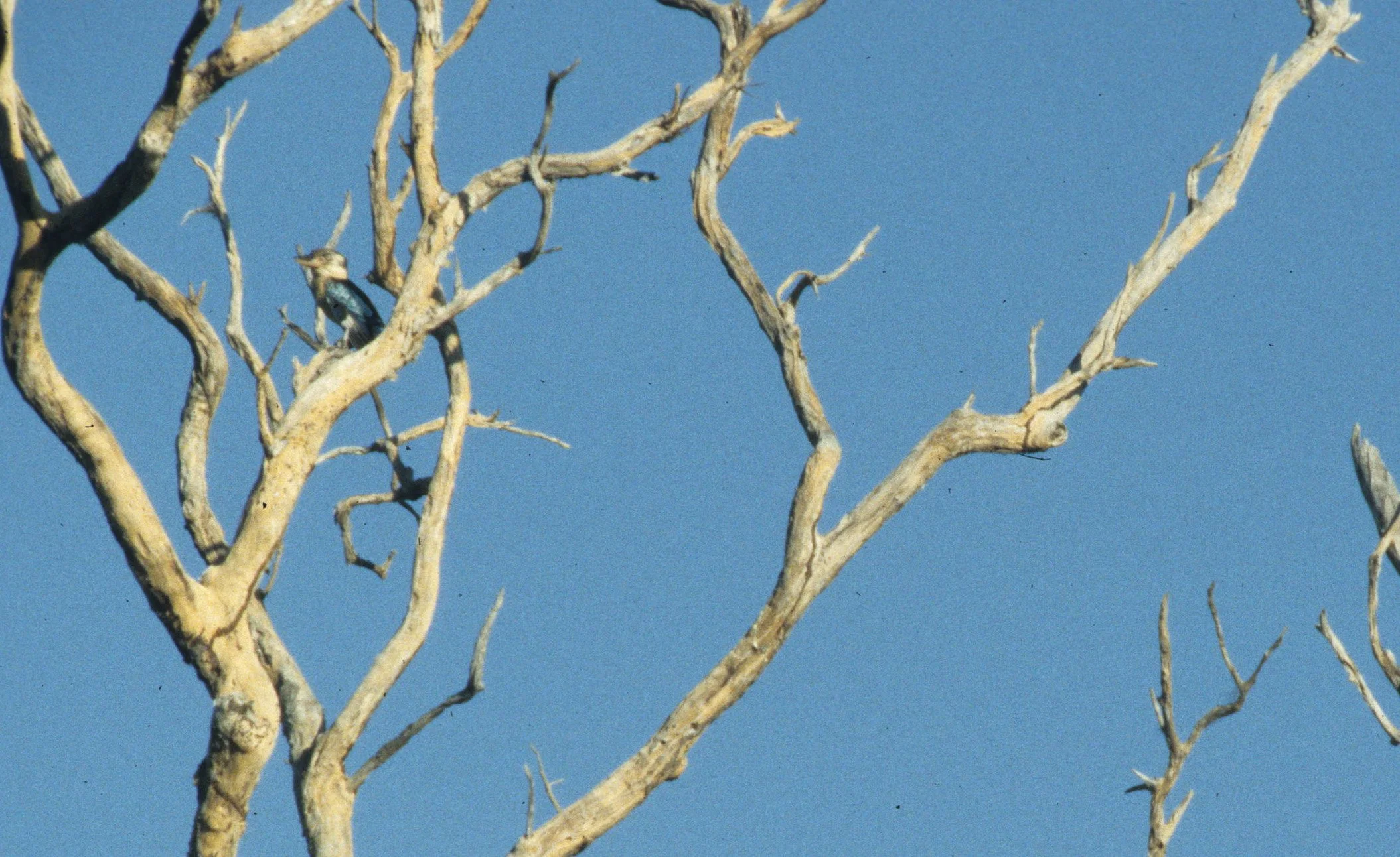 BIRD - KINGFISHER - BLUE-WINGED KOOKABURRA - DAINTREE RAINFOREST AND RIVER.jpg