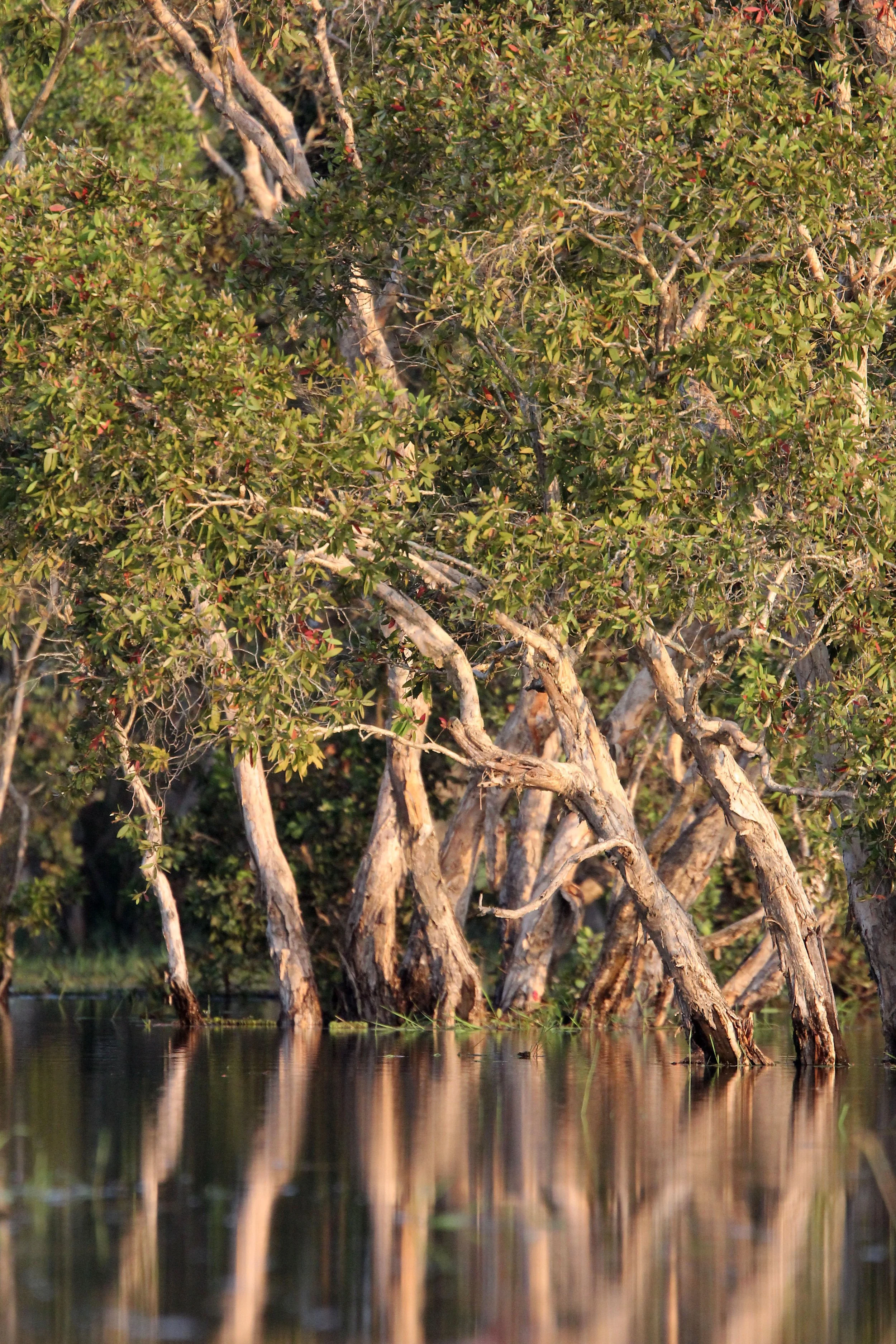 2018 Thale Noi Bird Sanctuary Patthalung (35).JPG