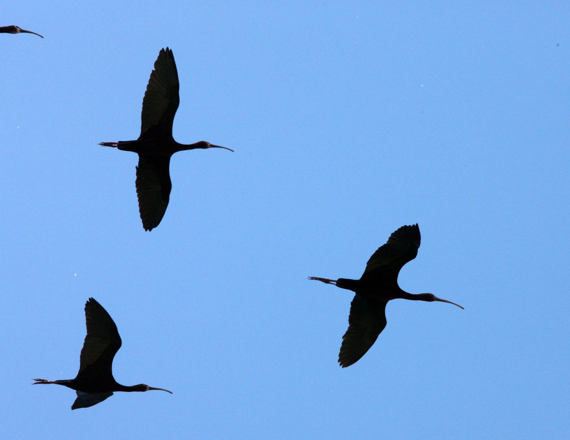 IBIS - WHITE-FACED  IBIS - Plegadis chihi - KERN NATIONAL WILDLIFE REFUGE CALIFORNIA (1).JPG