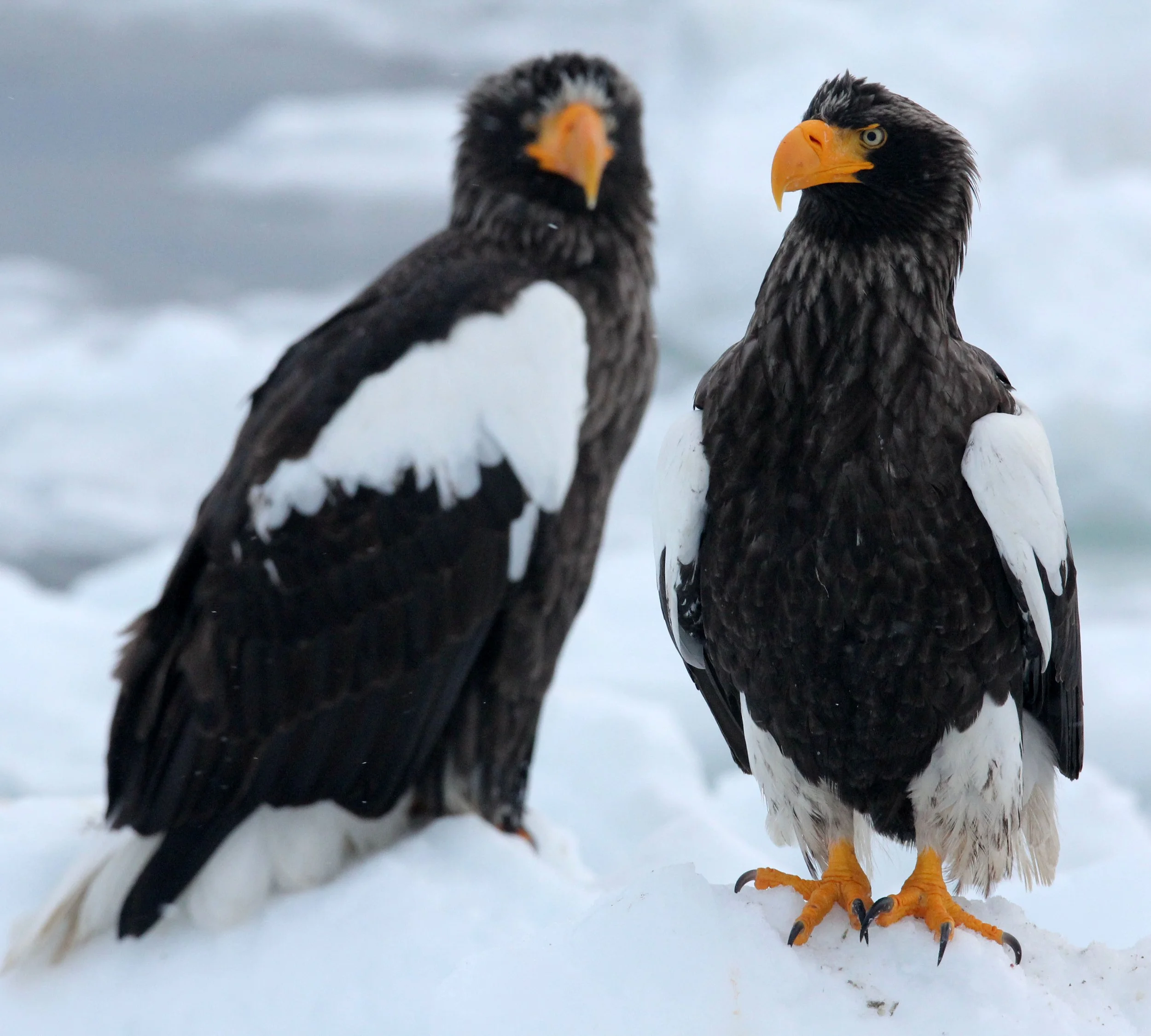 BIRD - EAGLE - STELLER'S SEA EAGLE - RAUSU, SHIRETOKO PENINSULA, HOKKAIDO JAPAN (177).JPG