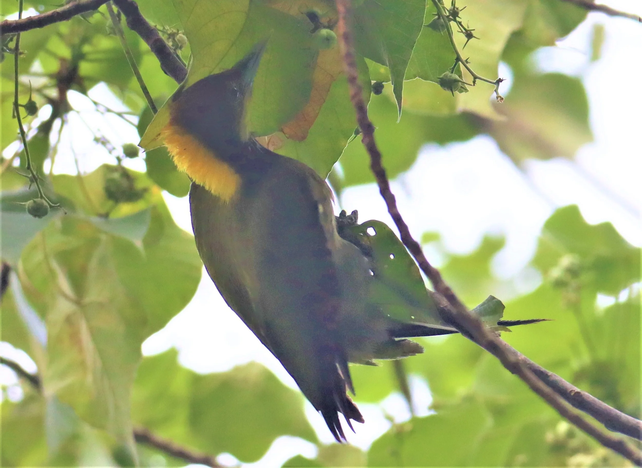 WOODPECKER - GREATER YELLOWNAPE - Chrysophlegma flavinucha - KAENG KRACHAN  NP (10).jpg