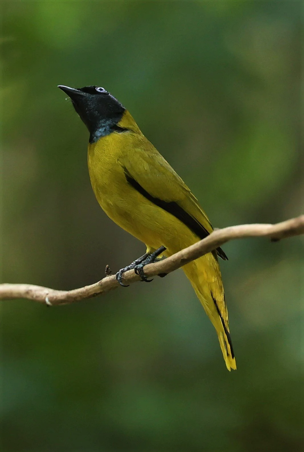 BULBUL - BLACK HEADED BULBUL - Pycnonotus atriceps - WAT THAM PRATHUM CHONBURI JAN 30 2022 (6).jpg