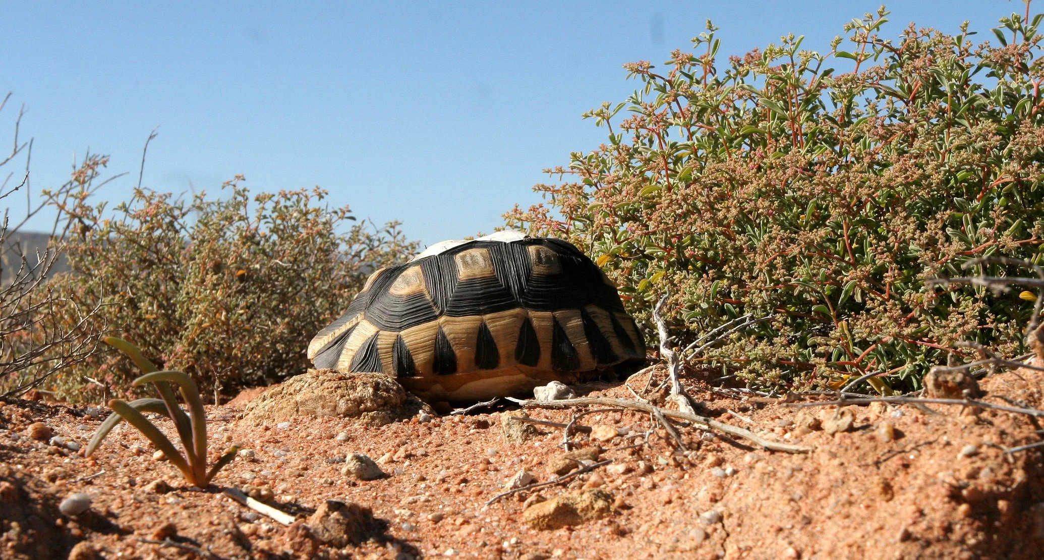 Chersina angulata - NAMAQUA BOX ANGULATE TORTOISE - NAMAQUALAND SOUTH AFRICA (2).JPG