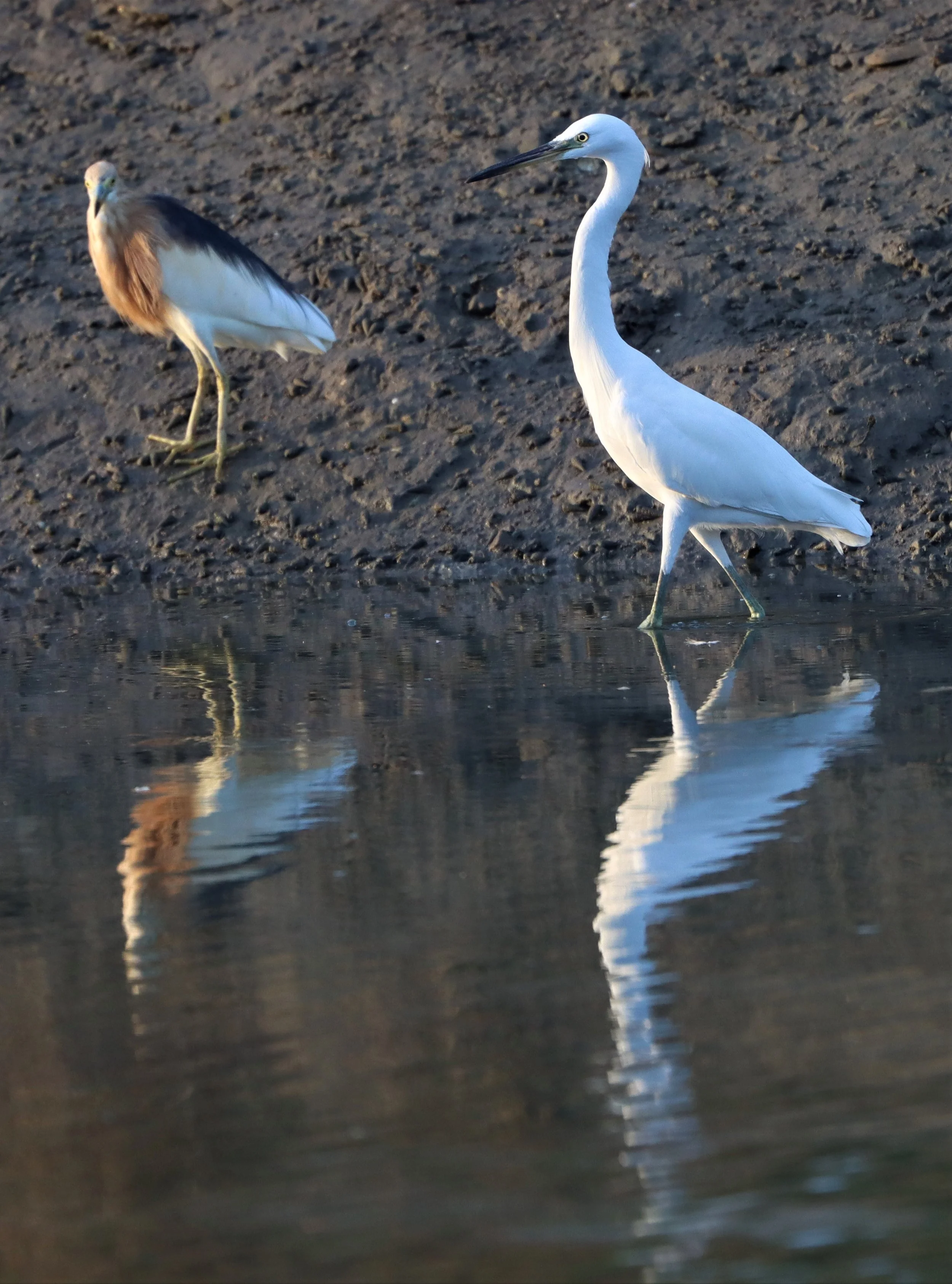 EGRET - CHINESE EGRET - Egretta eulophotes - LAEM PAK BIA PETBURI (43).jpg
