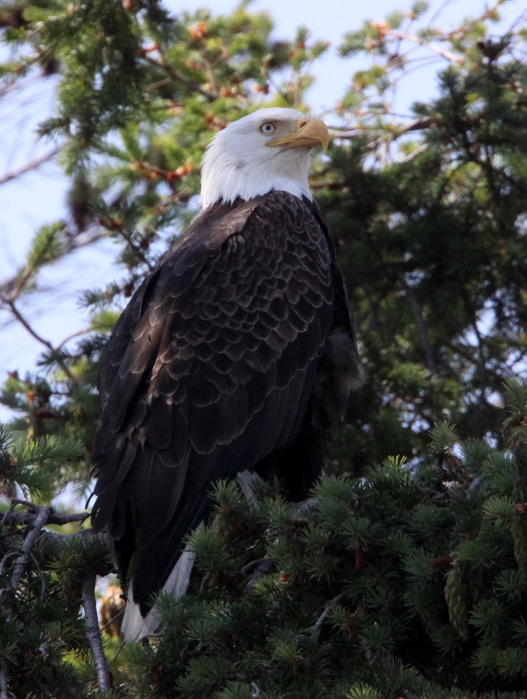 Haliaeetus leucocephalus - AMERICAN BALD EAGLE - MARINE DRIVE SEQUIM WA (30).JPG