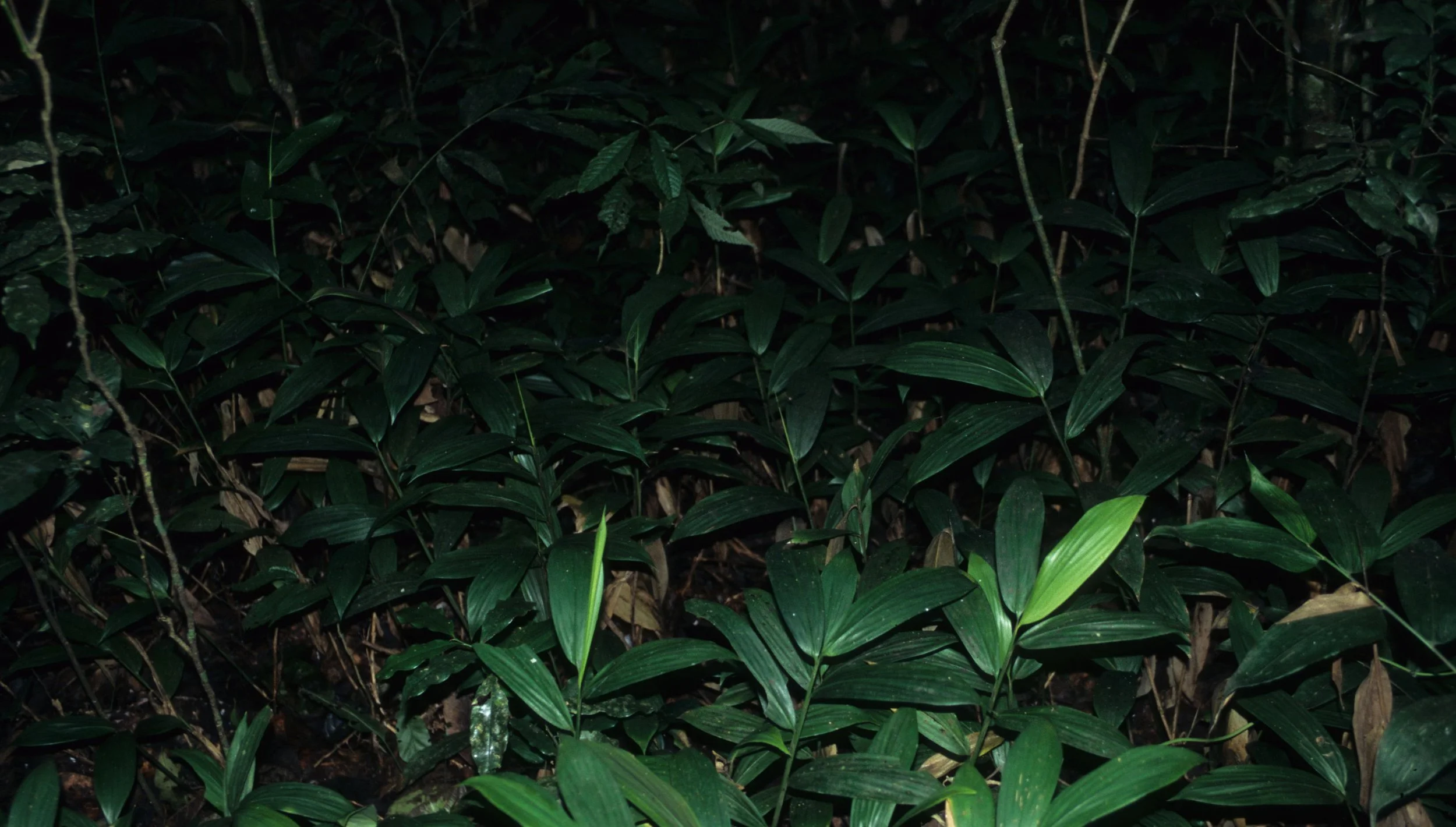 UGANDA - BWINDI IMPENETRABLE FOREST A.jpg