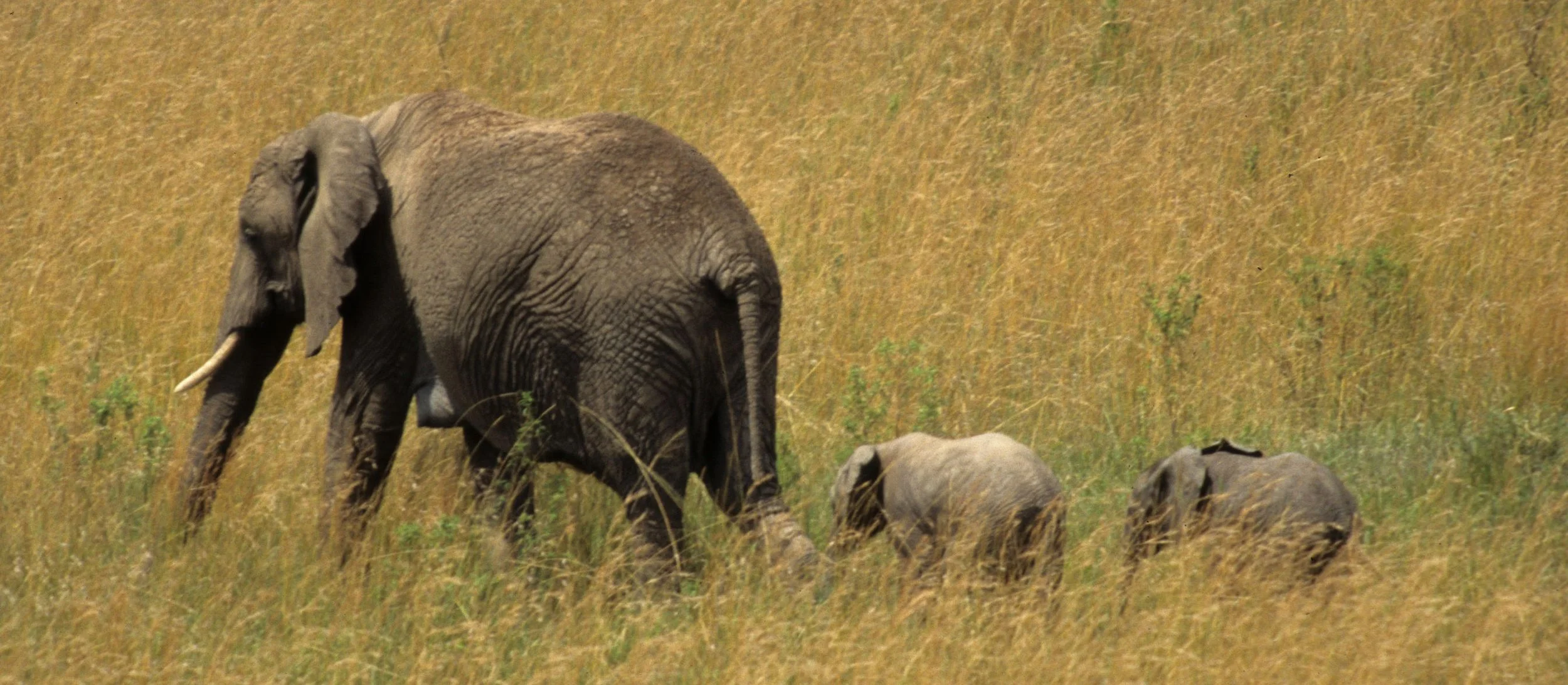 ELEPHANT - SERENGETI 23.jpg