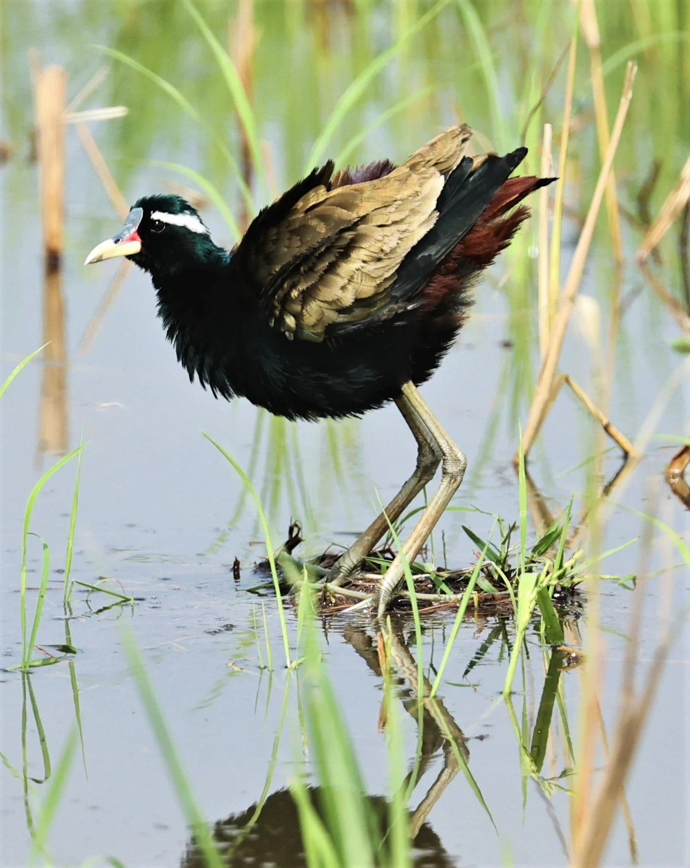 JACANA - BRONZE-WINGED JACANA - Metopidius indicus - PATHUM THANI RICE RESEARCH CENTER MAY 7 2022 (30).jpg