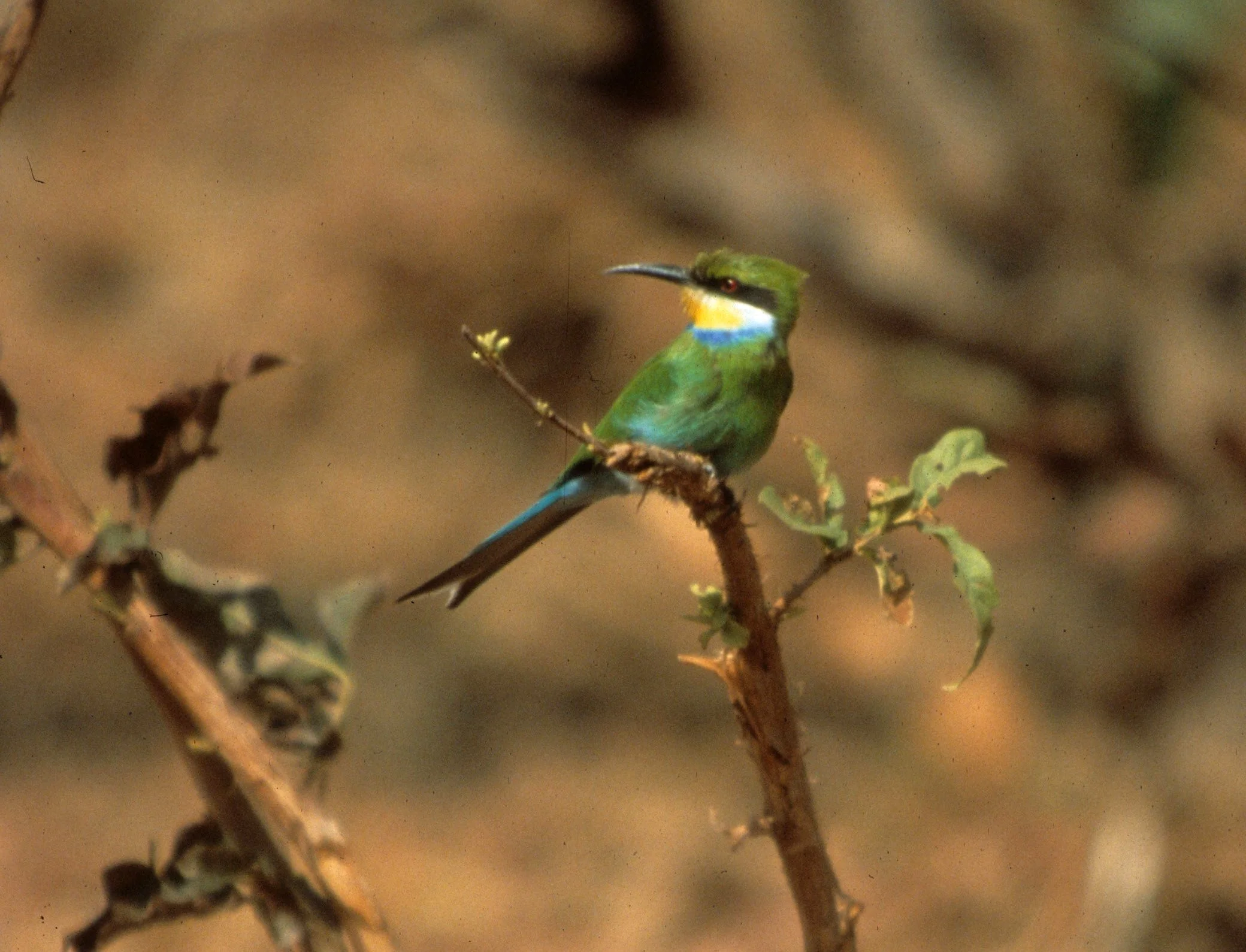 SWALLOW-TAILED BEE-EATER -  (1).jpg