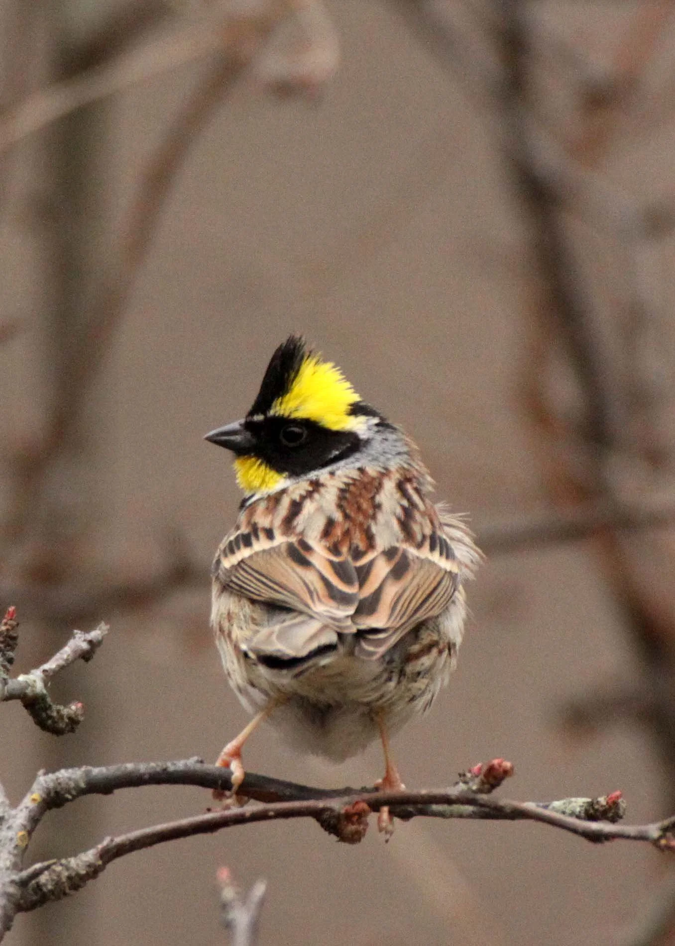 Yellow-throated Bunting (Emberiza elegans) Foping Nature Reserve Shanxi China