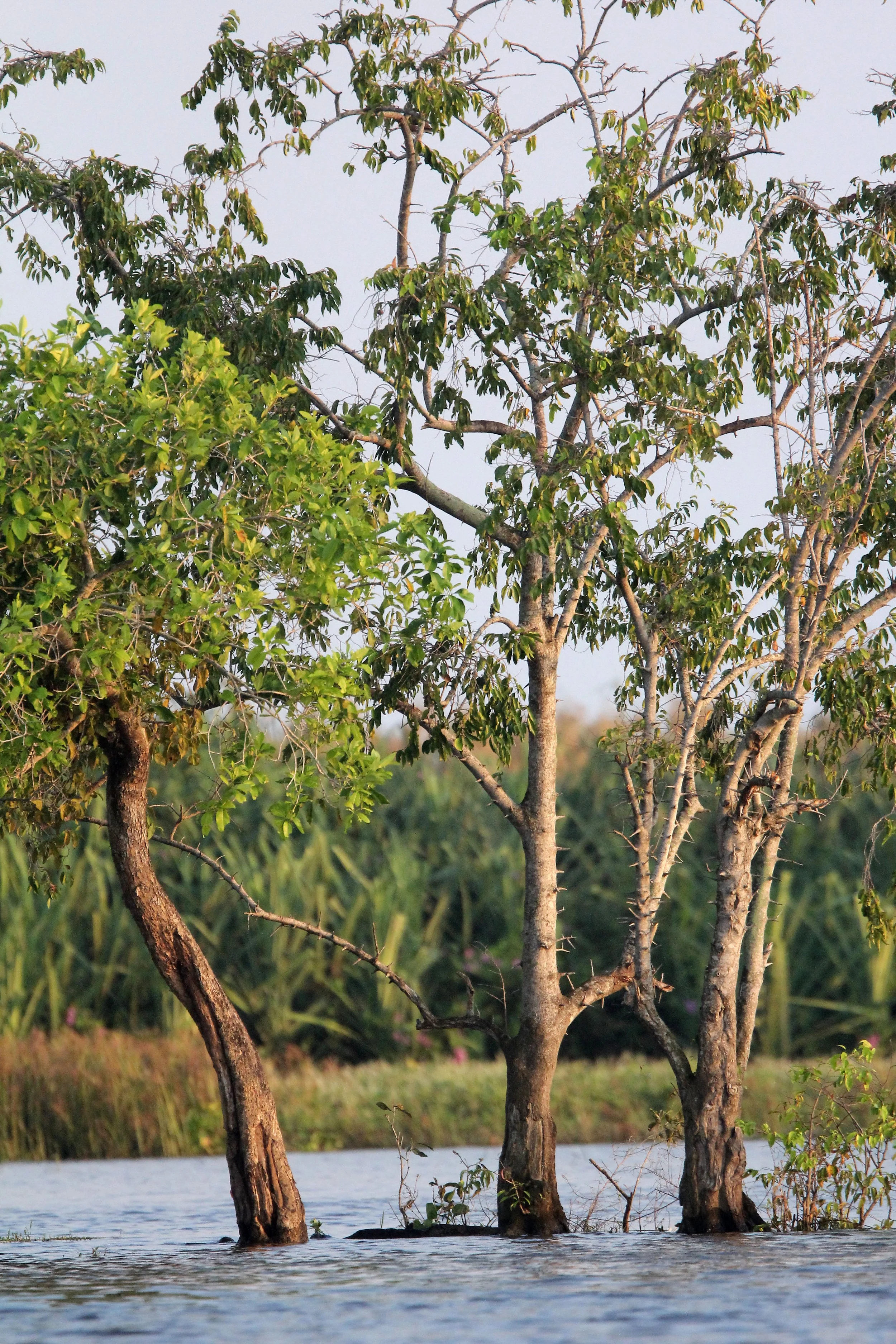 2018 Thale Noi Bird Sanctuary Patthalung (28).JPG