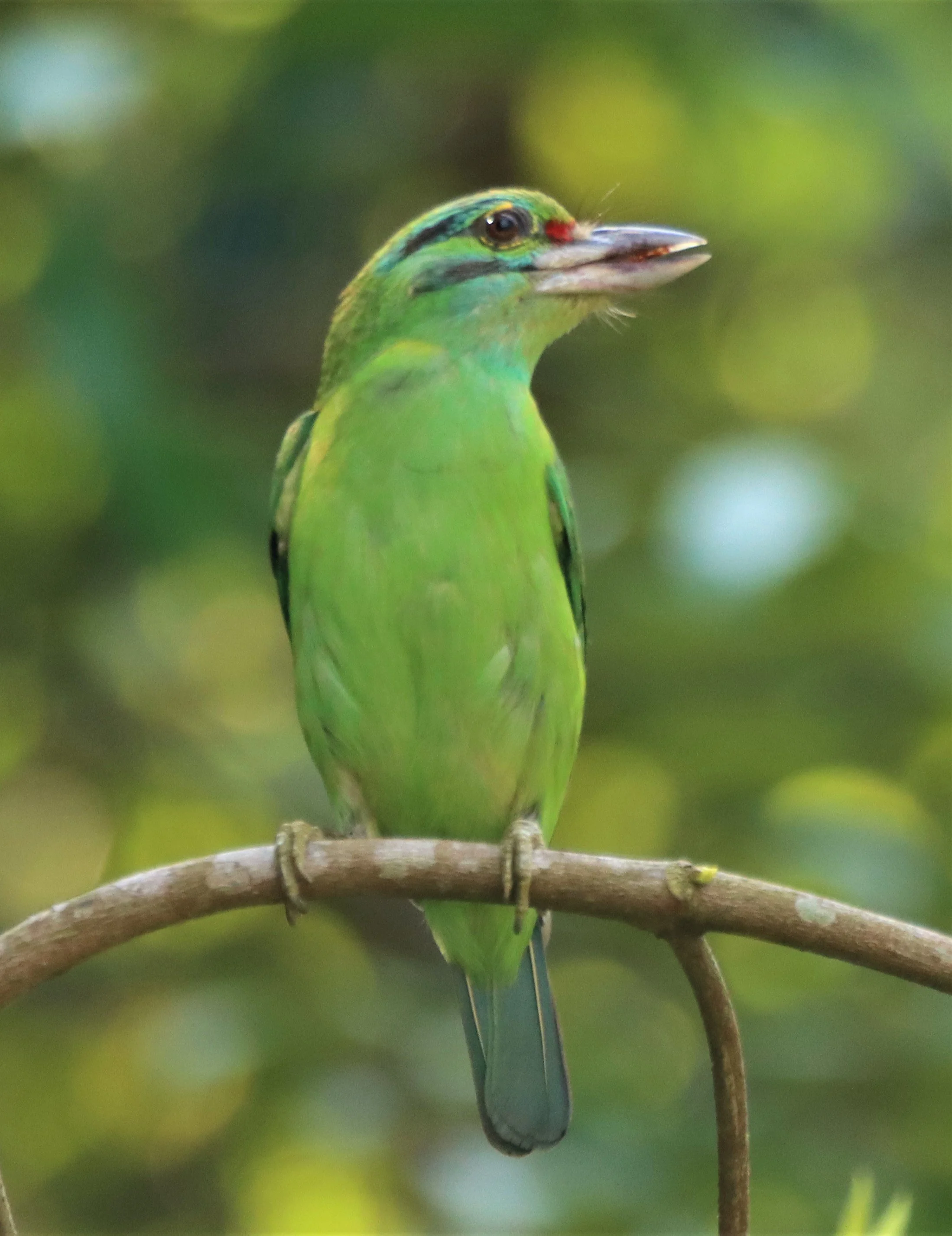BARBET - MOUSTACHED BARBET - Megalaima incognita - KHAO YAI (1).jpg