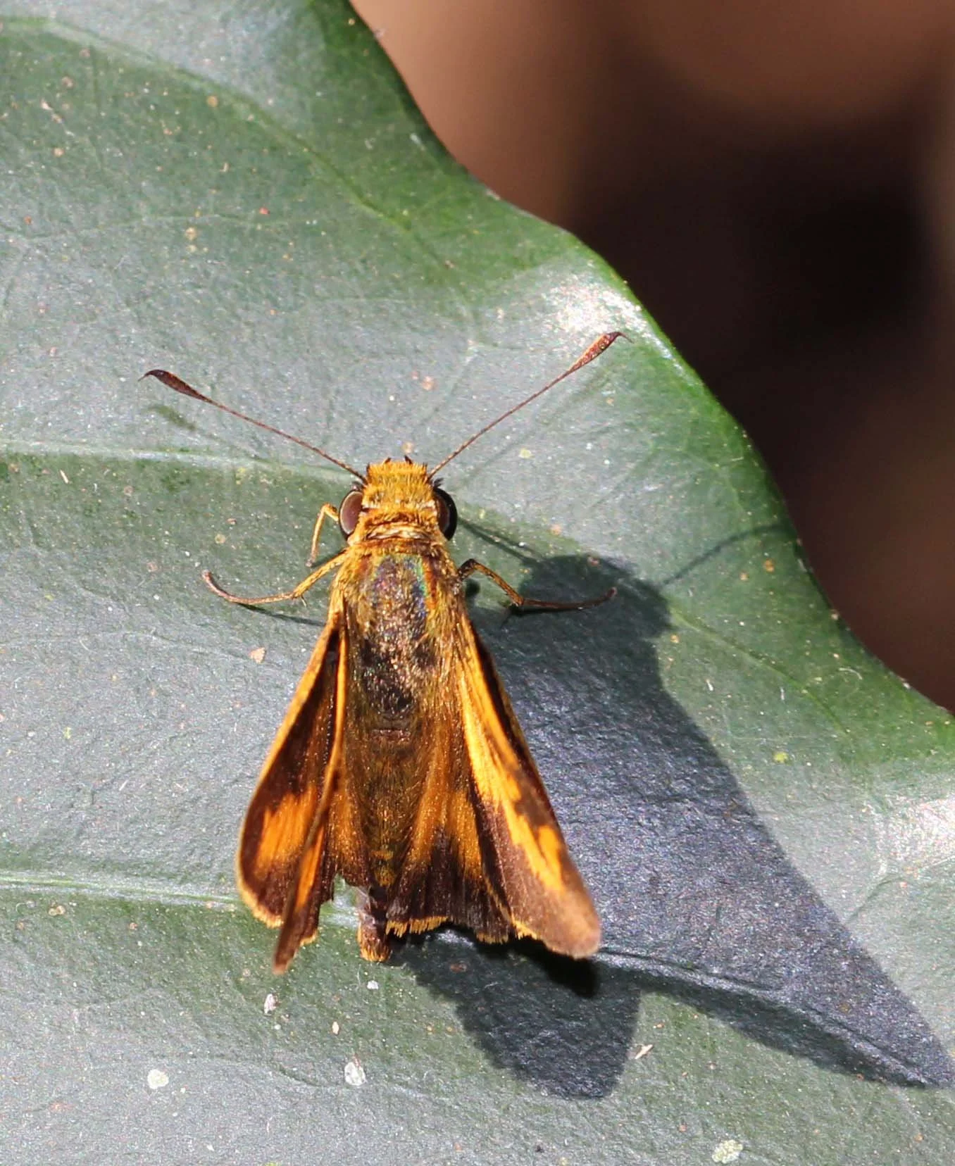 Hesperiidae - Potanthus species - Valparai, Tamil Nadu, India
