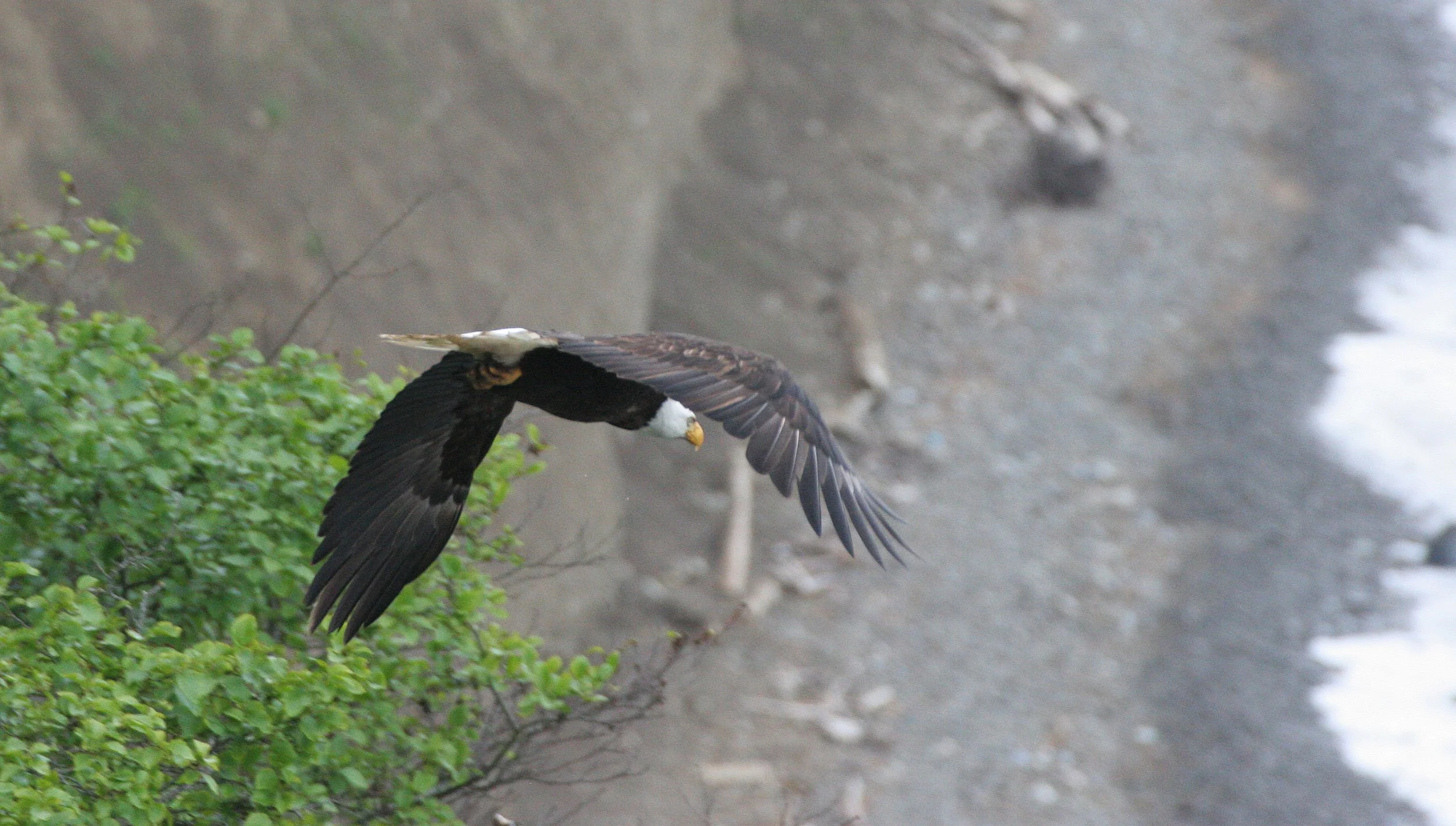Haliaeetus leucocephalus - AMERICAN BALD EAGLE - LAKE FARM BLUFFS WASHINGTON (294).JPG