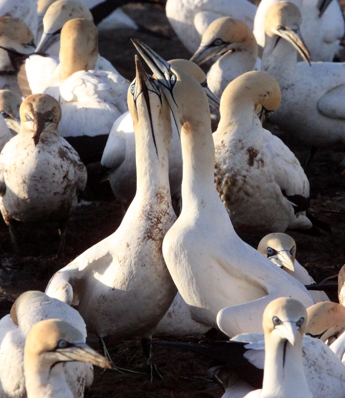 Cape gannet (Morus capensis) Lambert's Bay South Africa (93).JPG