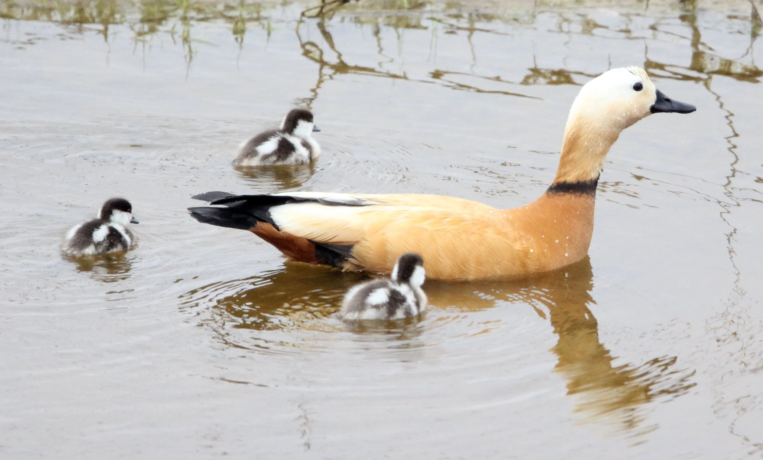 SHELDUCK - RUDDY SHELDUCK  - Tadorna ferruginea - QINGHAI LAKE CHINA (21).JPG