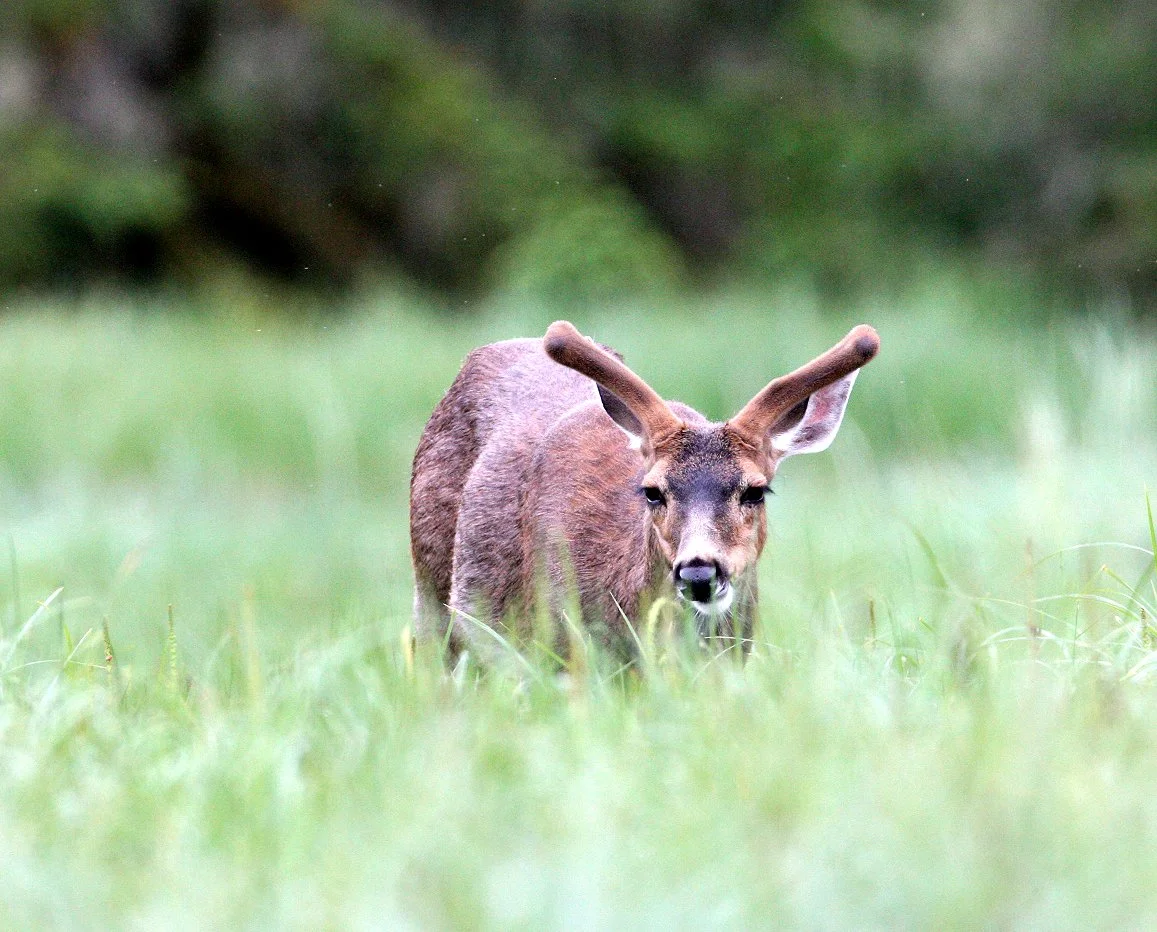 Odocoileus hemionus sitkensis - SITKA BLACK-TAILED DEER - KNIGHT INLET BRITISH COLUMBIA (16).JPG