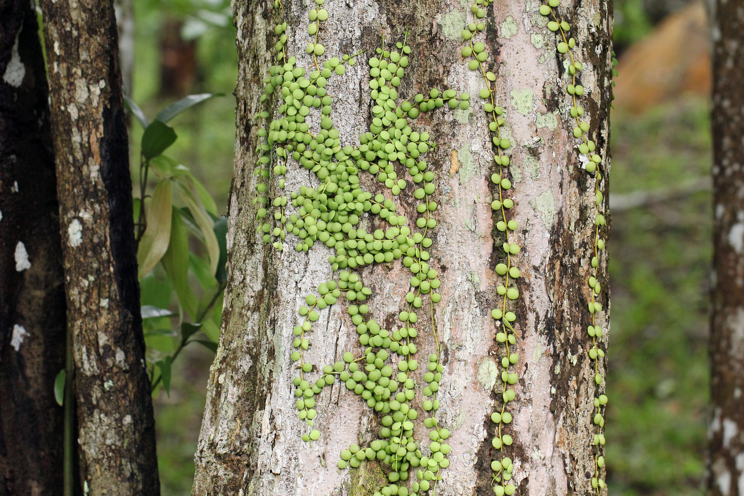 Pyrrosia piloselloides, known as the Dragon Scale fern or "Picisan" (Sisik Naga), is a common tropical epiphytic fern found in Southeast Asia, including Thai forests like Khao Yai. It features small, fleshy, coin-shaped leaves, creeping along tree tr