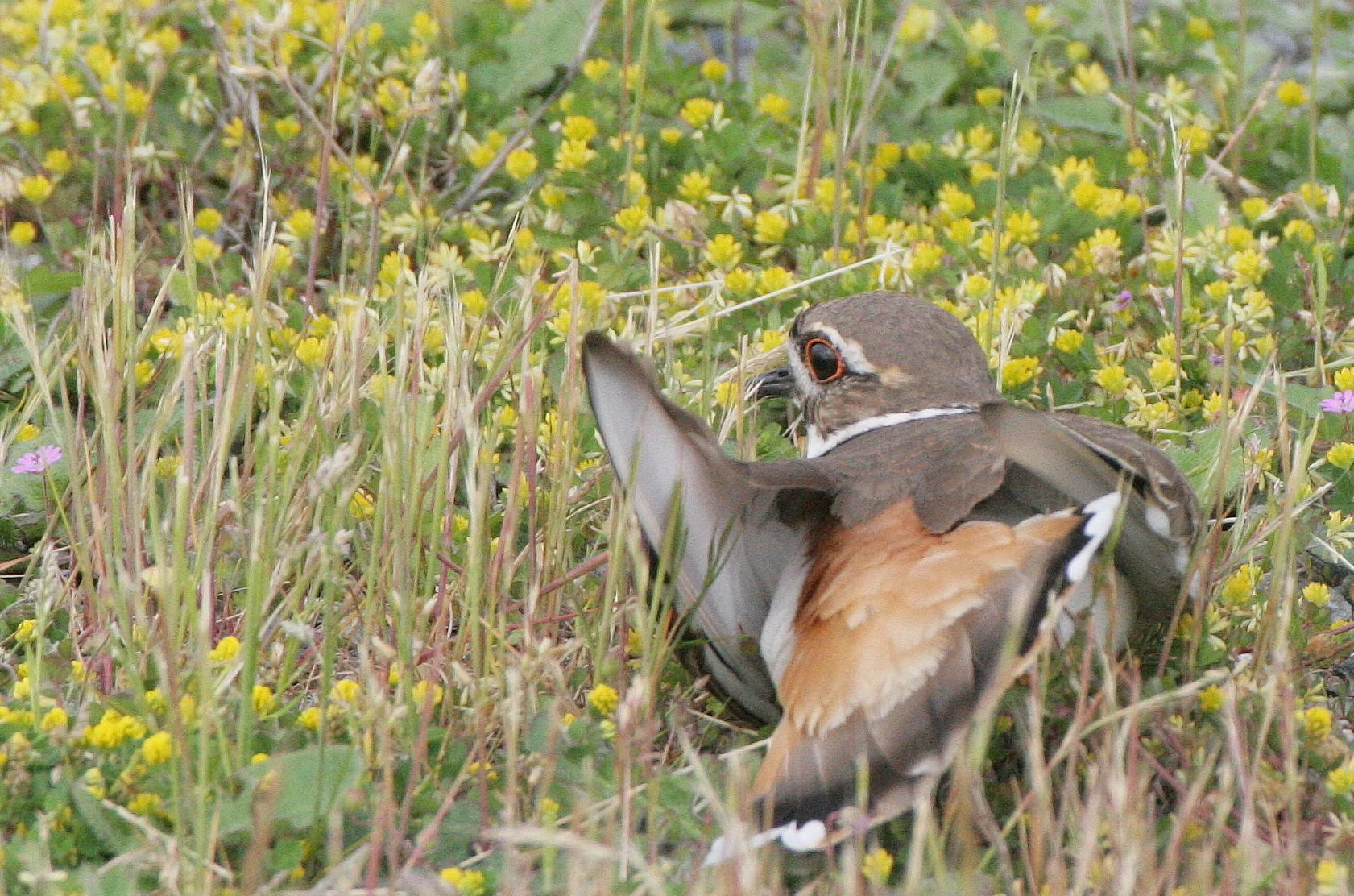 BIRD - KILLDEER - SEQUIM WA (7).JPG